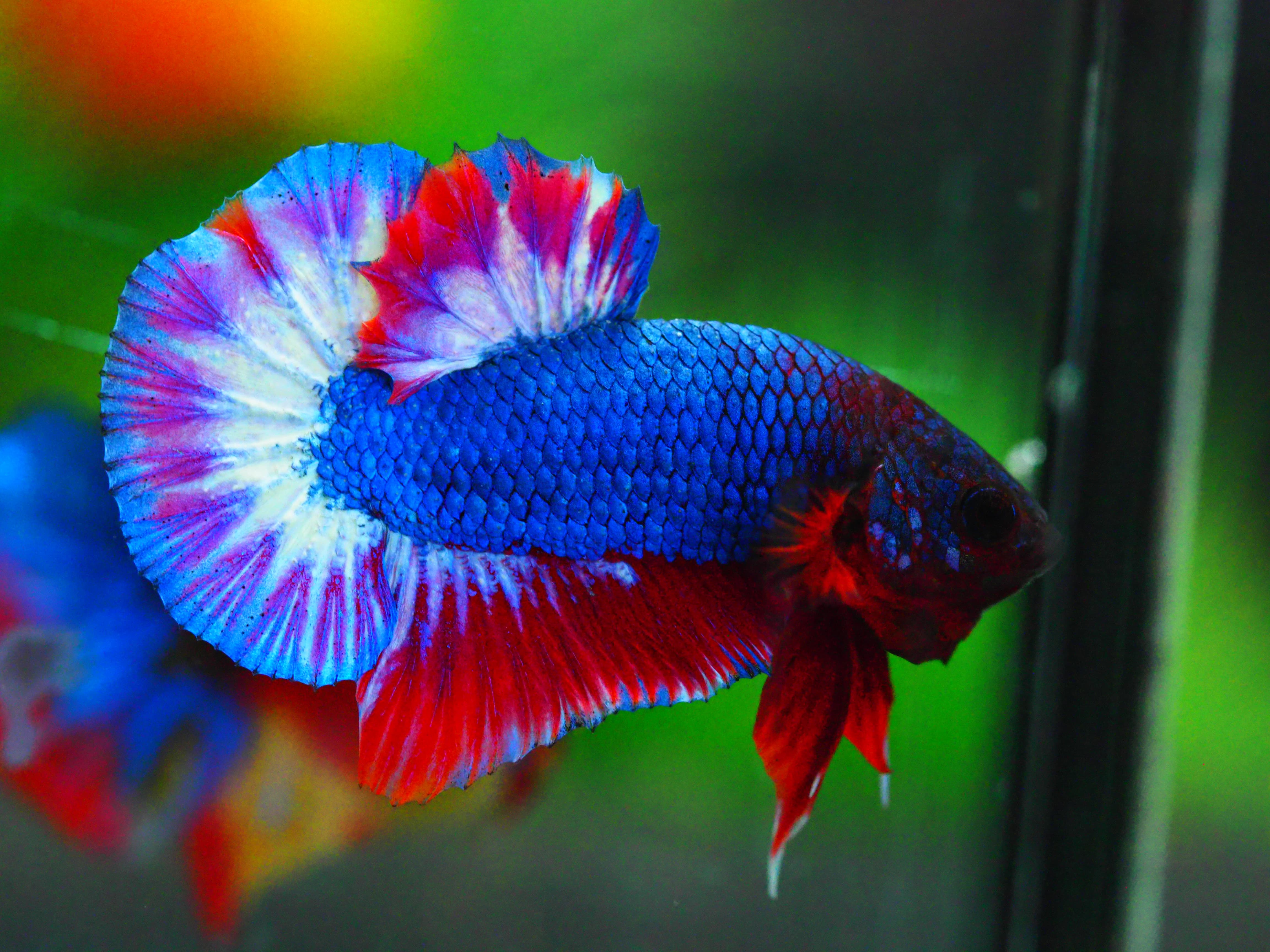 HMPK THAILAND MALE GRADE A +++