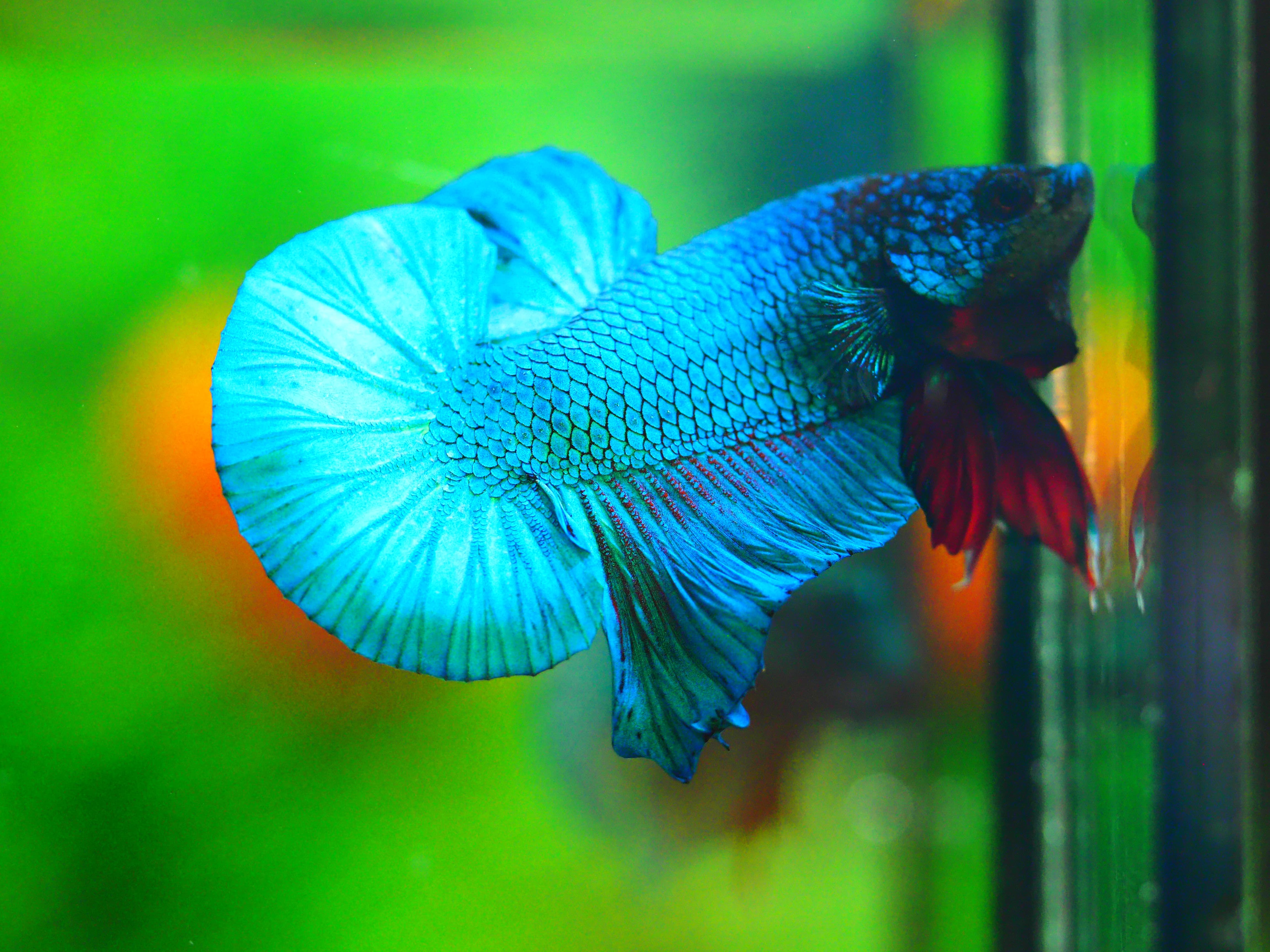 HMPK KOI FANCY MALE GRADE A +++
