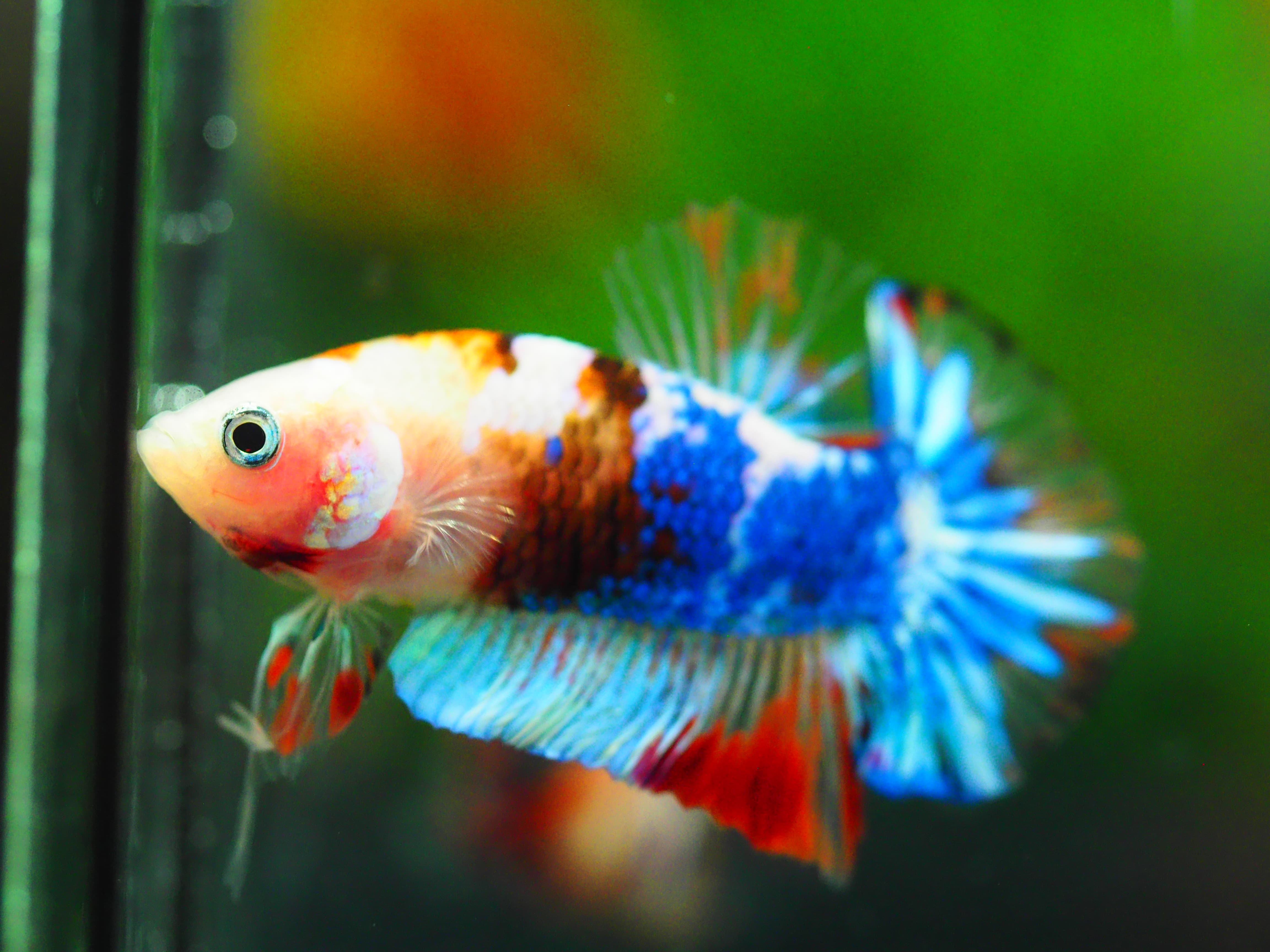 HMPK KOI GALAXY MALE GRADE A++