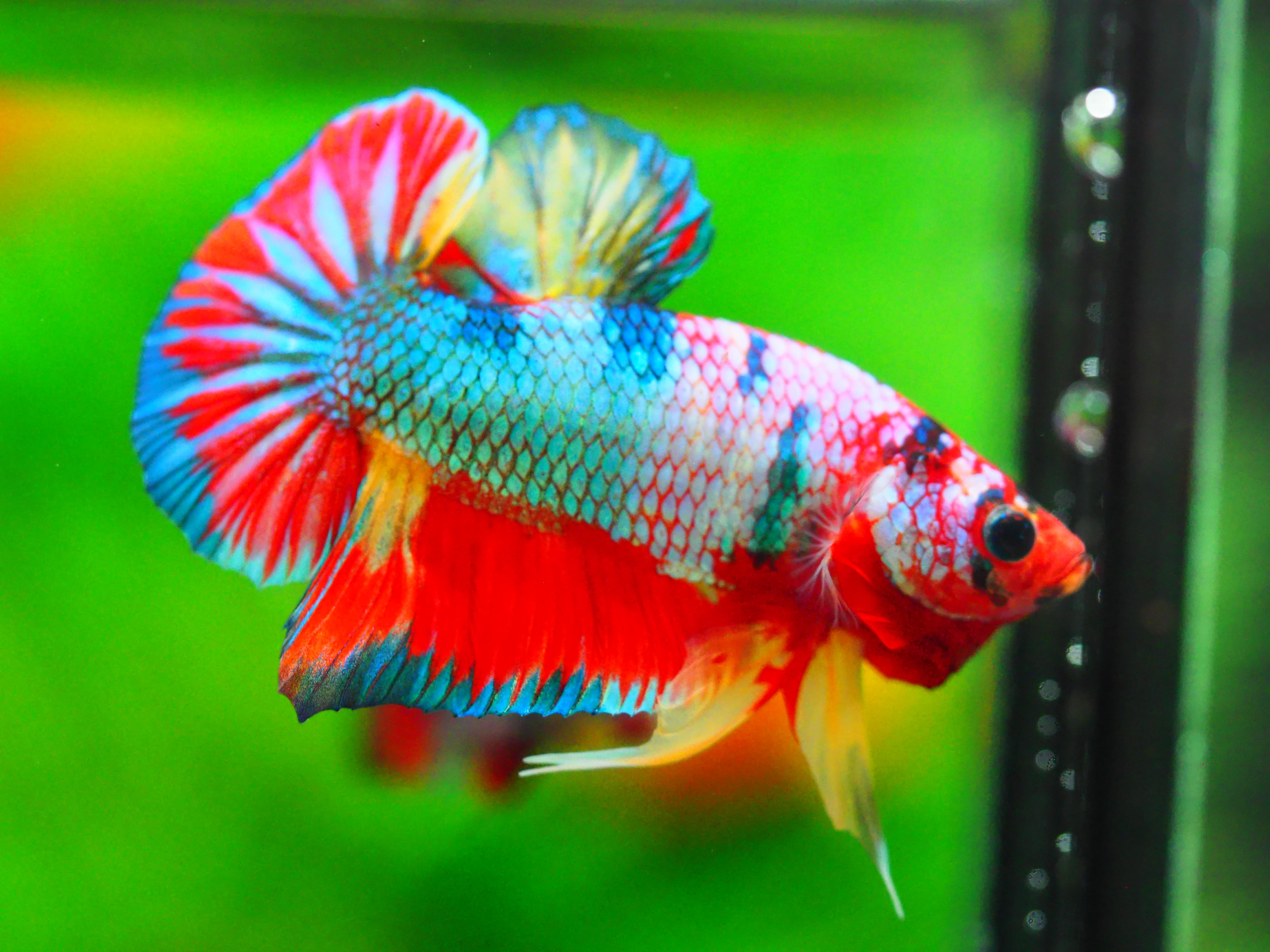 HMPK KOI GALAXY MALE GRADE A +++