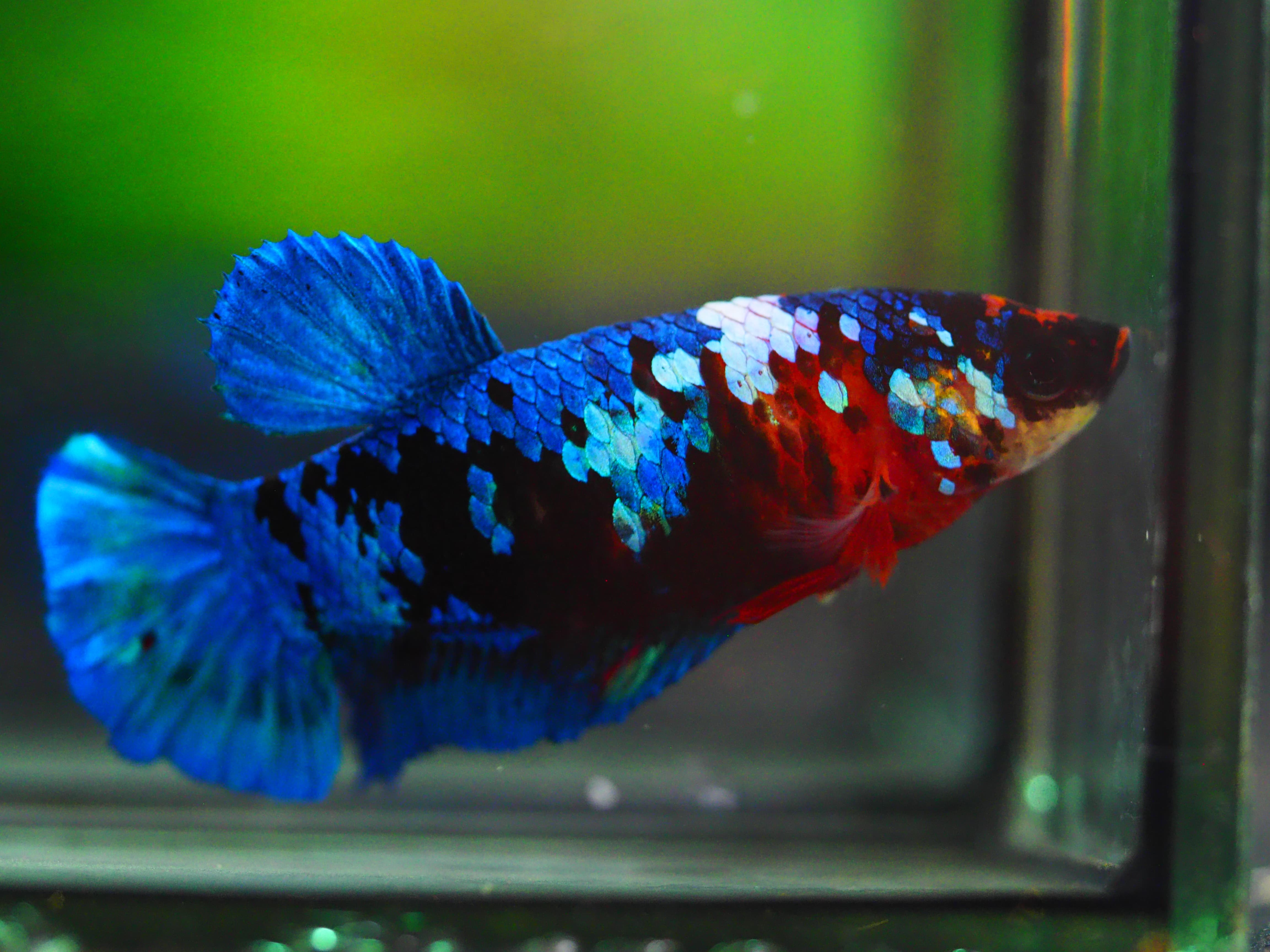 HMPK KOI GLAXY GRADE A++ FEMALE