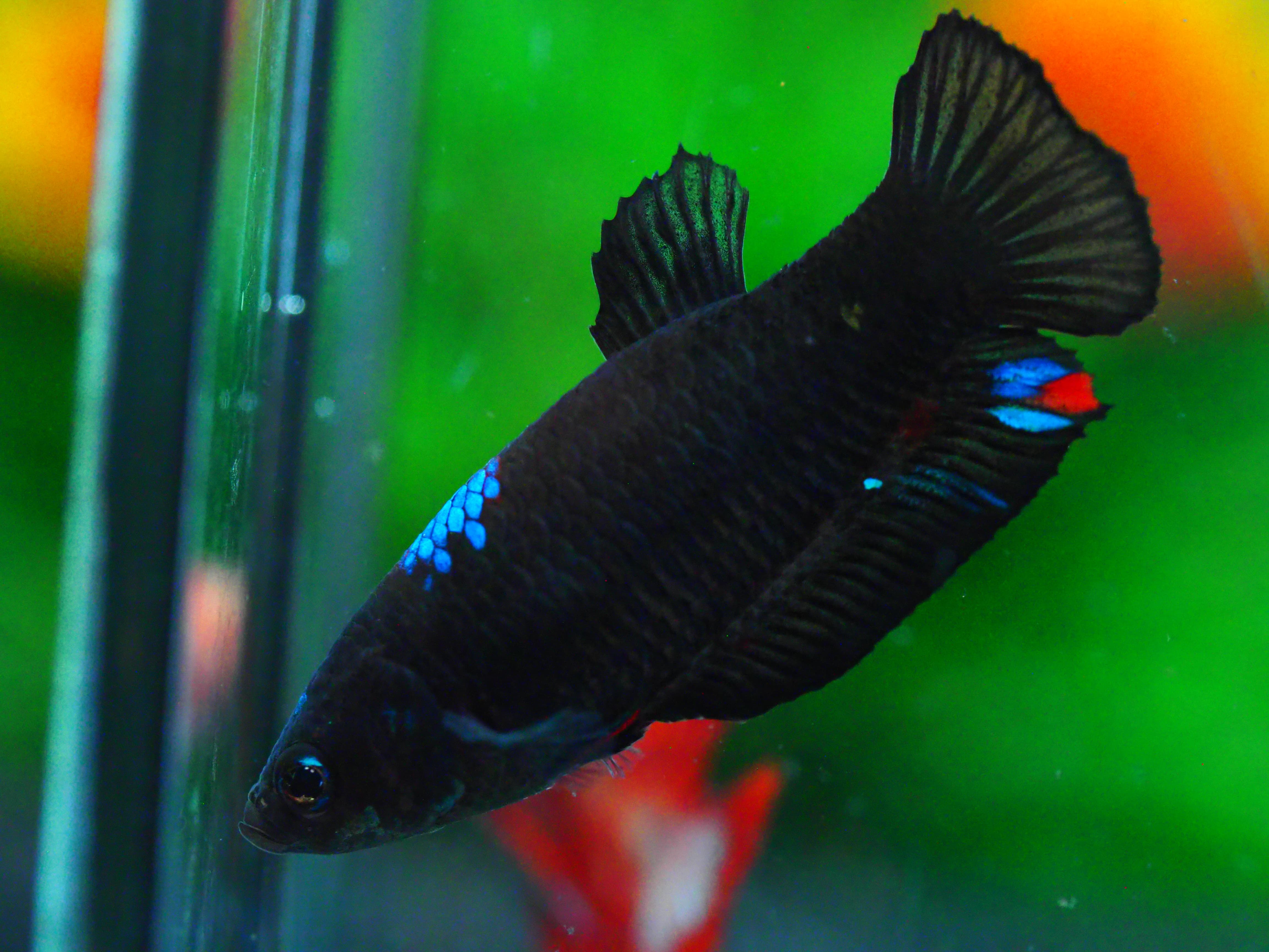 HMPK KOI GALAXY FNMALE GRADE A +++