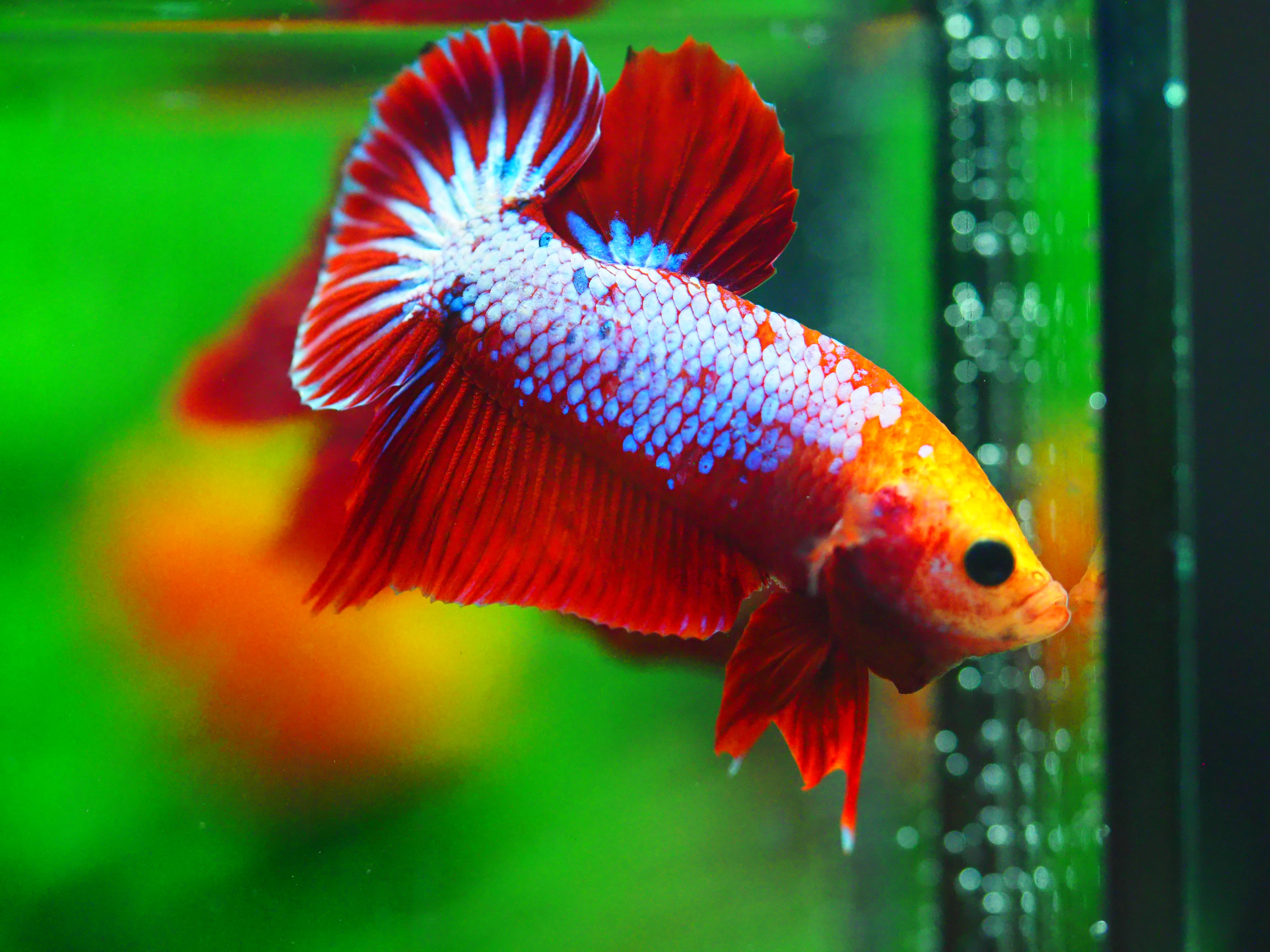 HMPK FANCY MALE GRADE A +++