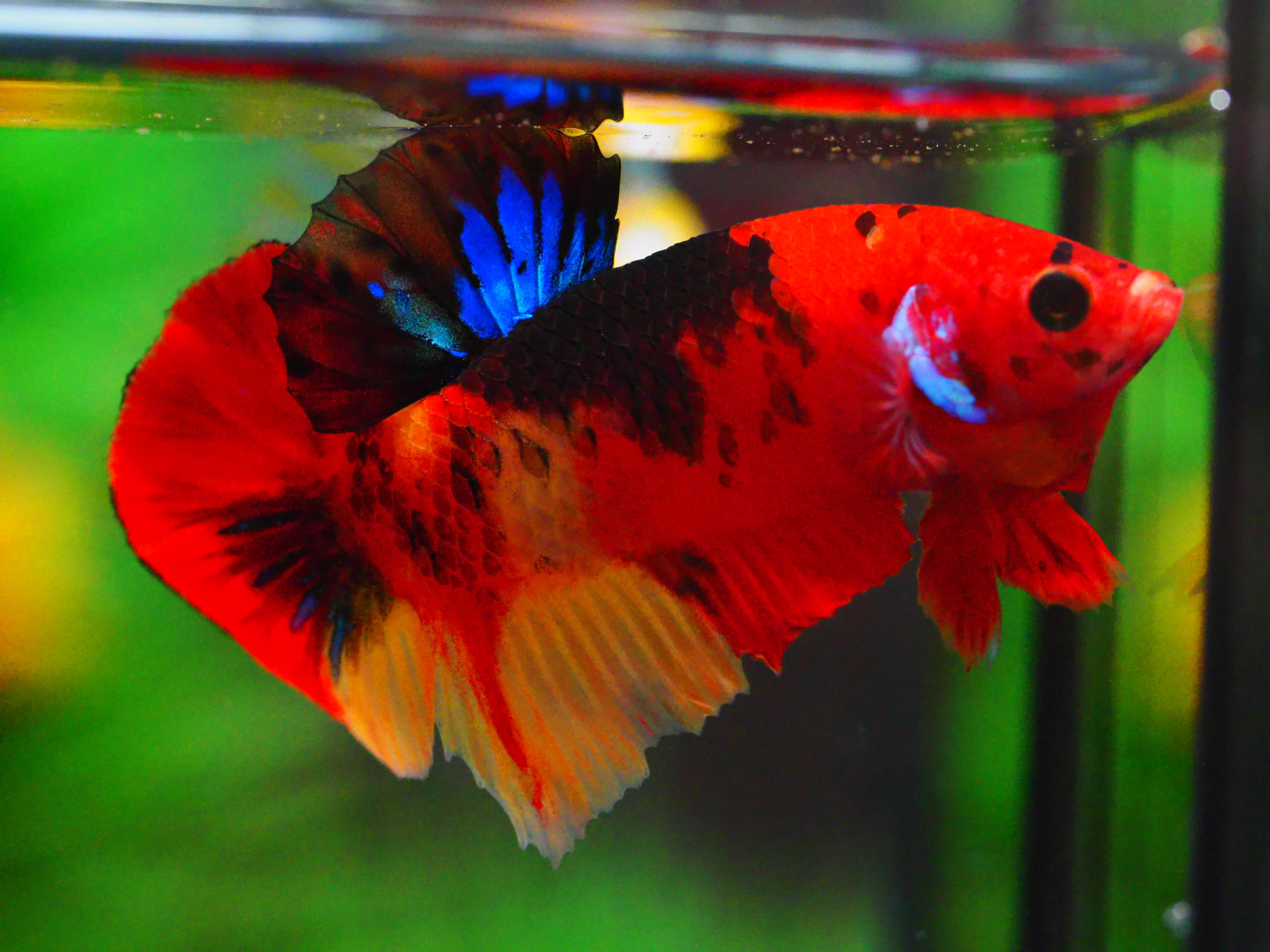 HMPK NEMO GALAXY MALE GRADE A +++