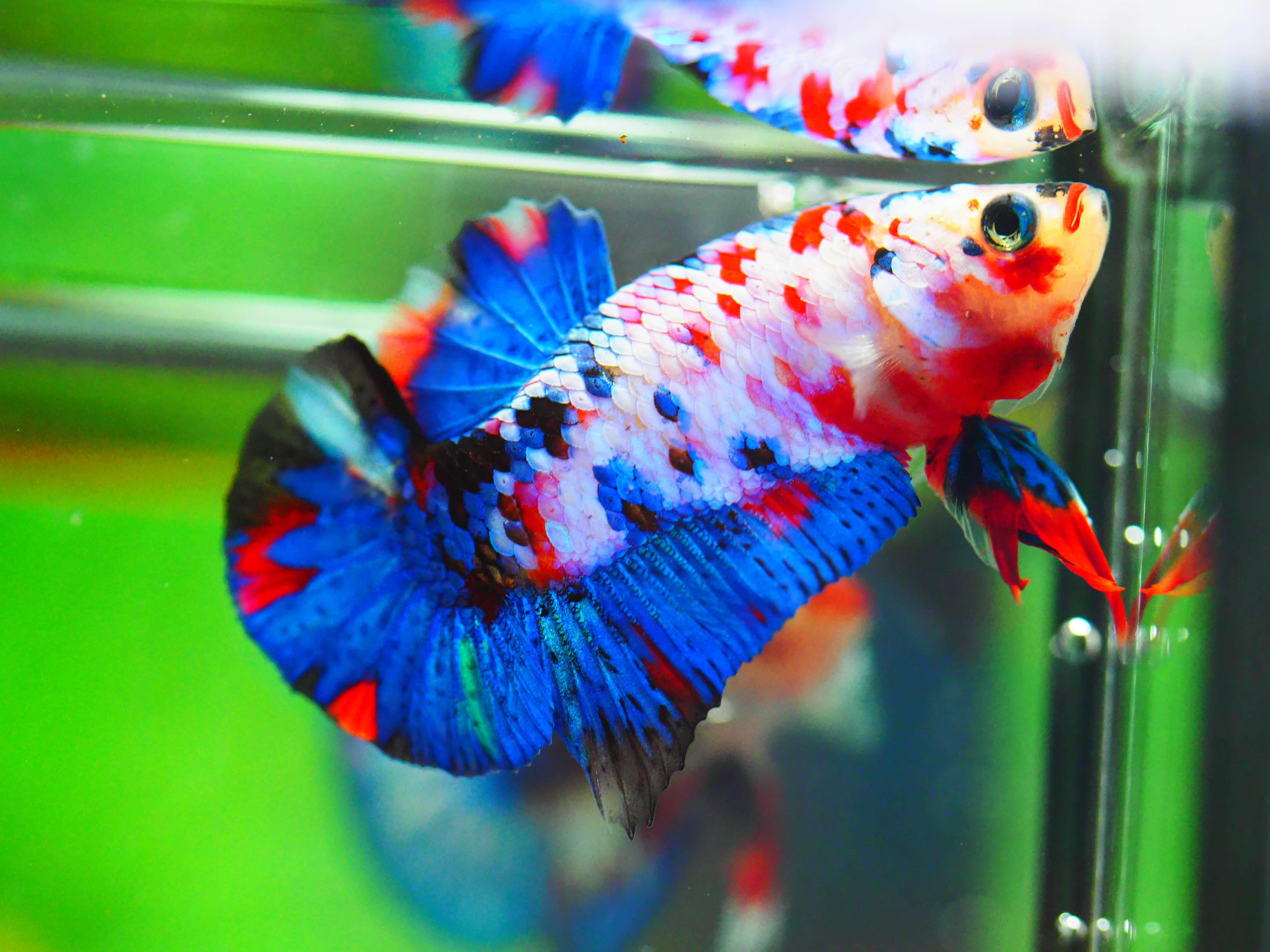 HMPK KOI GALAXY MALE GRADE A +++