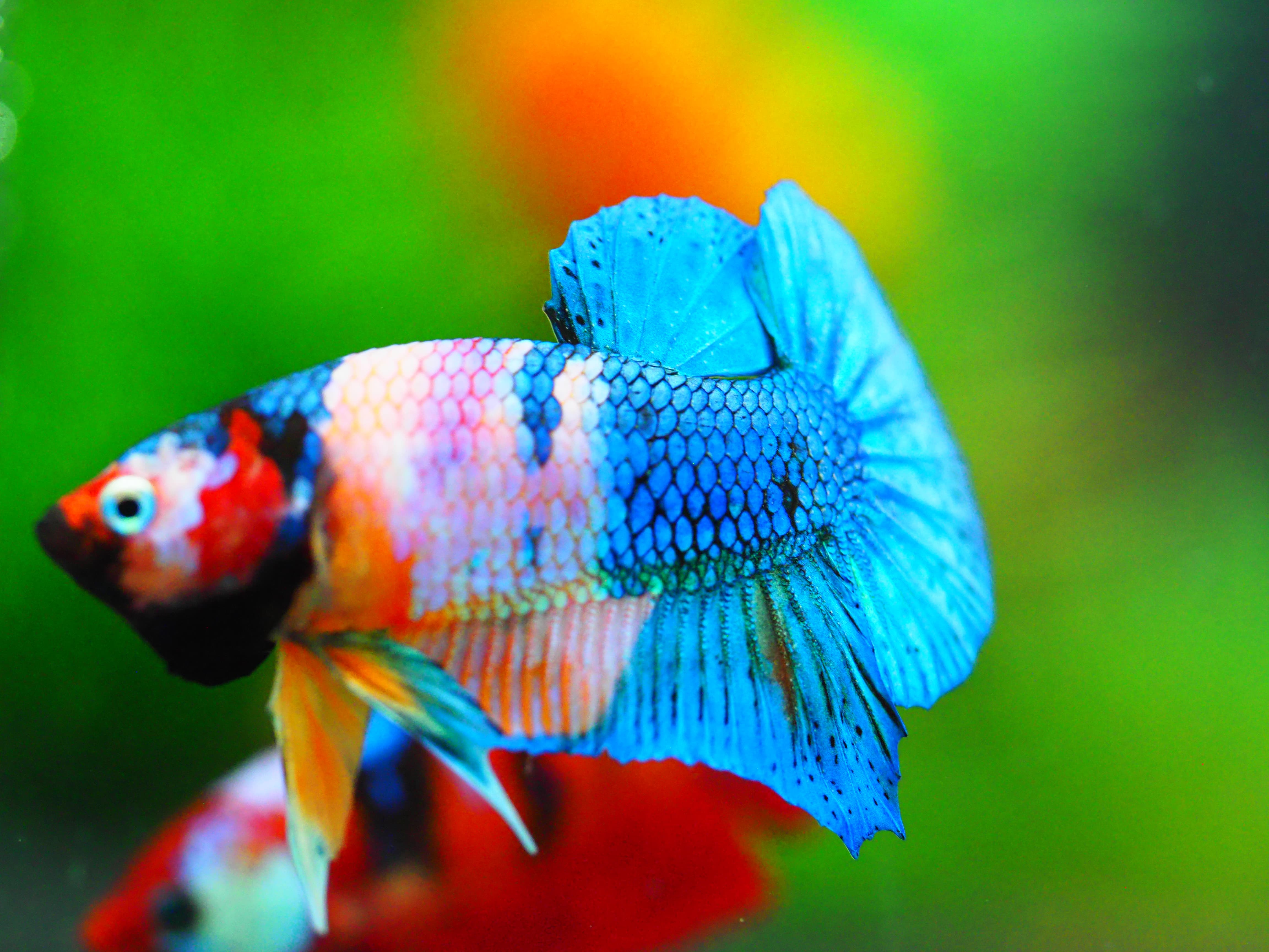 HMPK KOI GALAXY MALE GRADE A +++