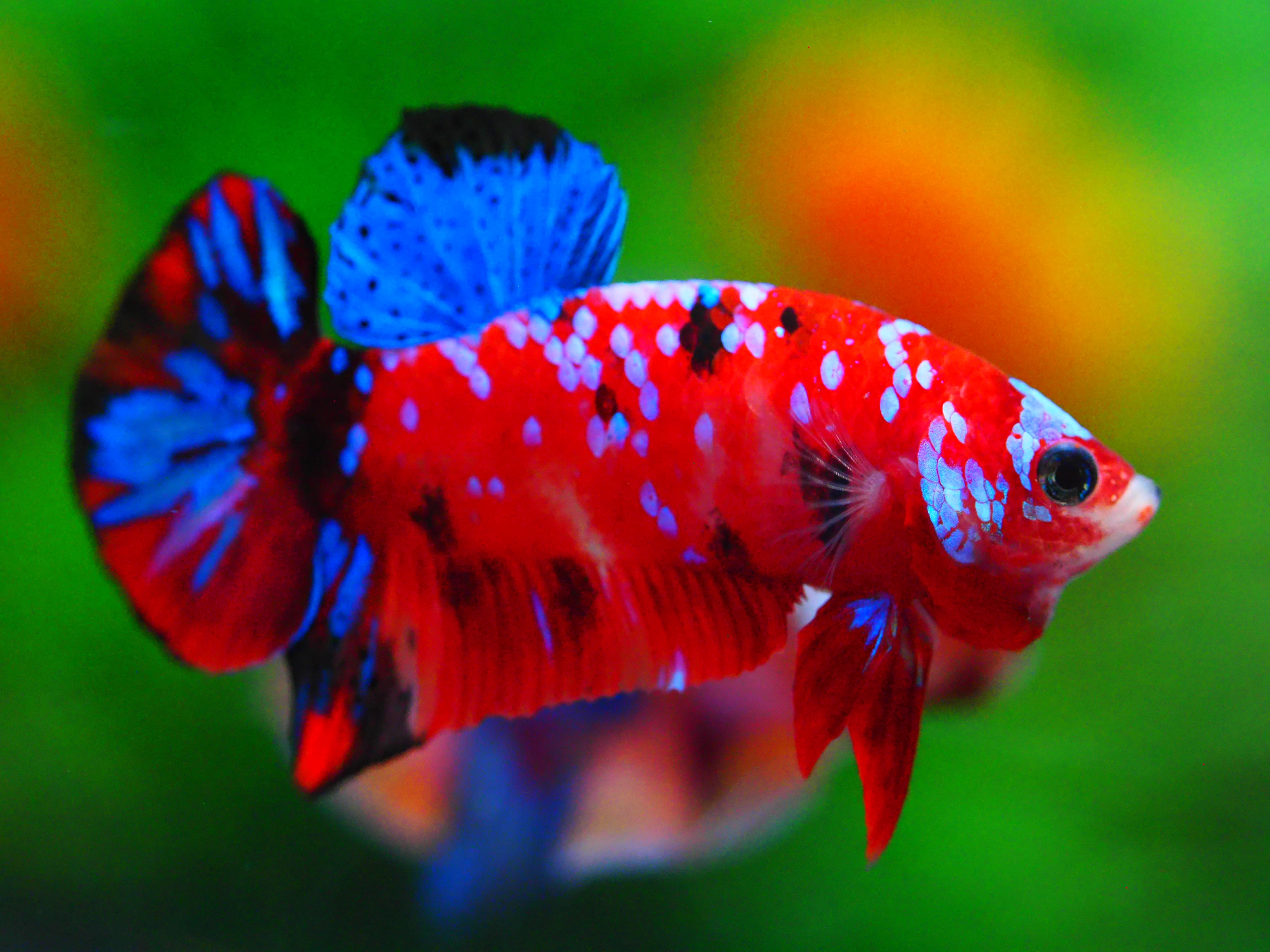 HMPK KOI GALAXY MALE GRADE A +++