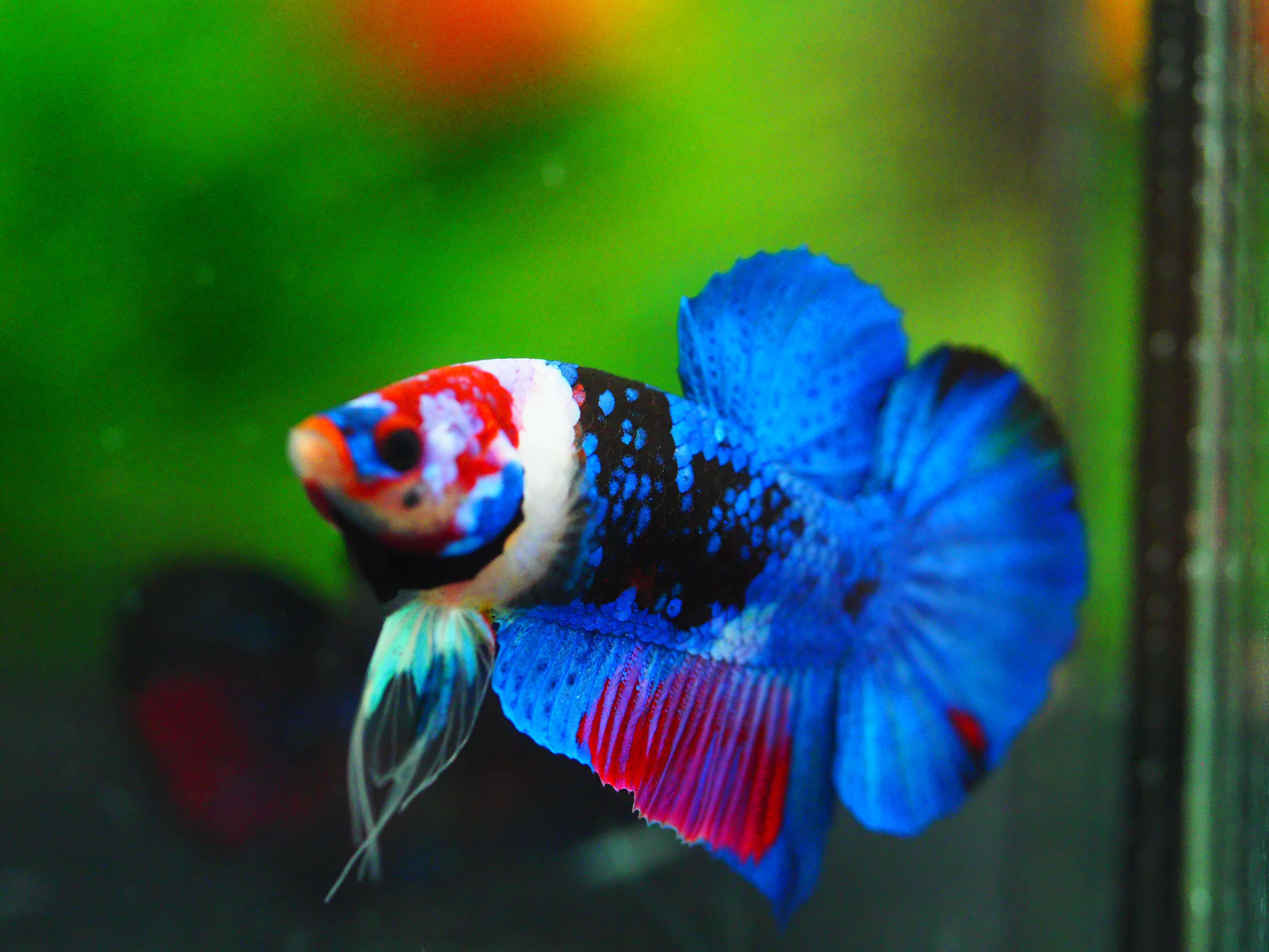 HMPK KOI GALAXY MALE GRADE A +++