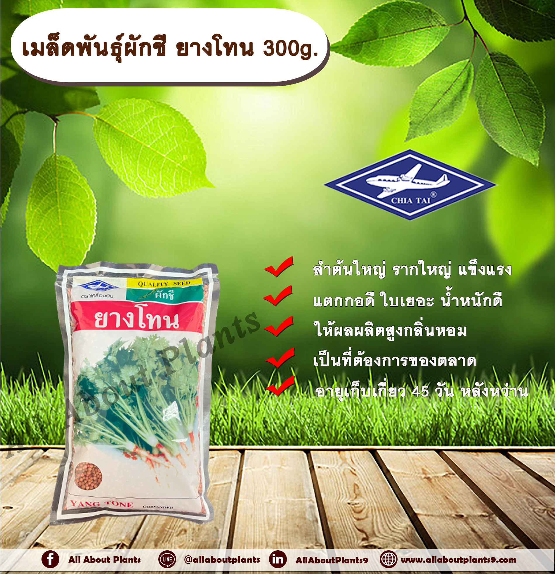 เมล็ดพันธุ์ผักชี ยางโทน 300g. ตราเครื่องบิน เมล็ดพันธุ์ เมล็ดพันธุ์ผัก เมล็ดพันธุ์พืช ผักสวนครัว ผักชี ลำต้นใหญ่ รากใหญ่ แข็งแรง แตกกอดี ใบเยอะ น้ำหนักดี ให้ผลผลิตสูง กลิ่นหอม เป็นที่ต้องการของตลาด allaboutplants ชิ้น