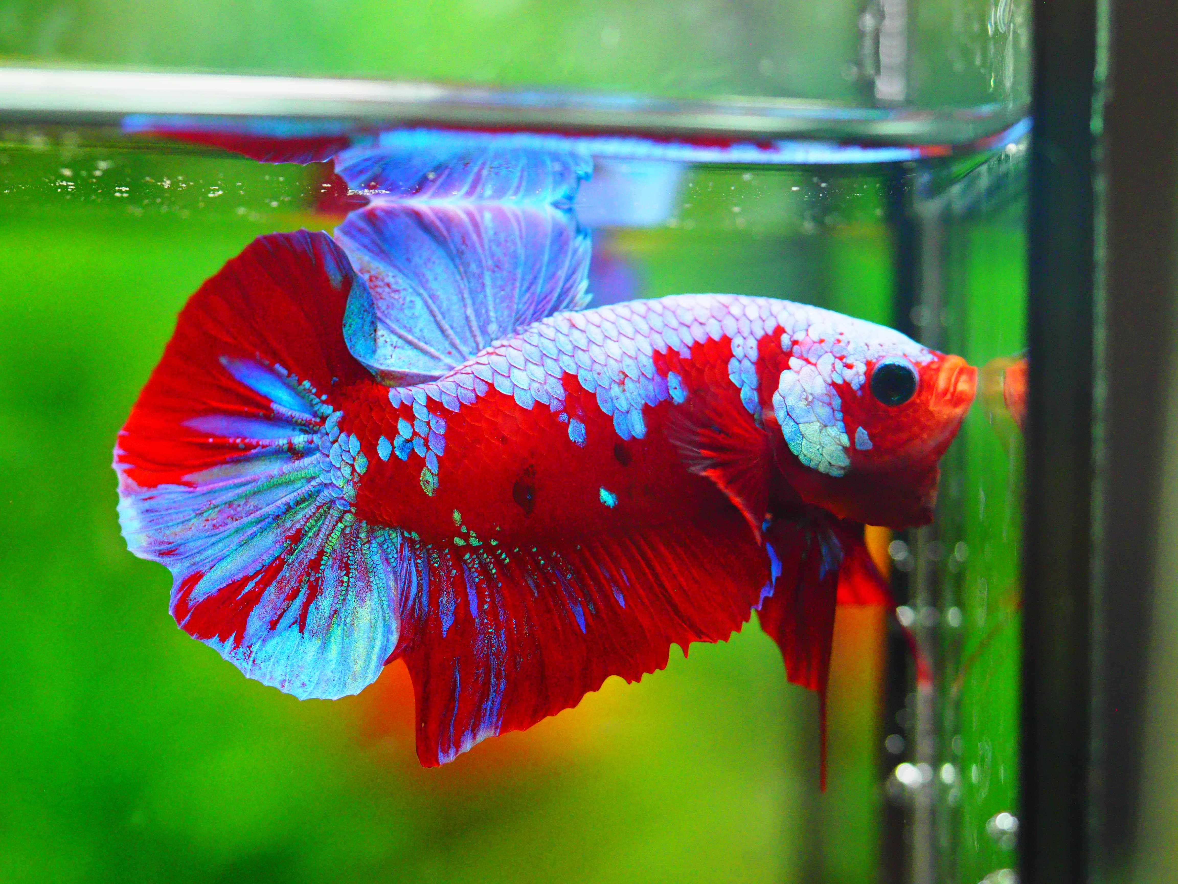 HMPK KOI GALAXY MALE GRADE A +++