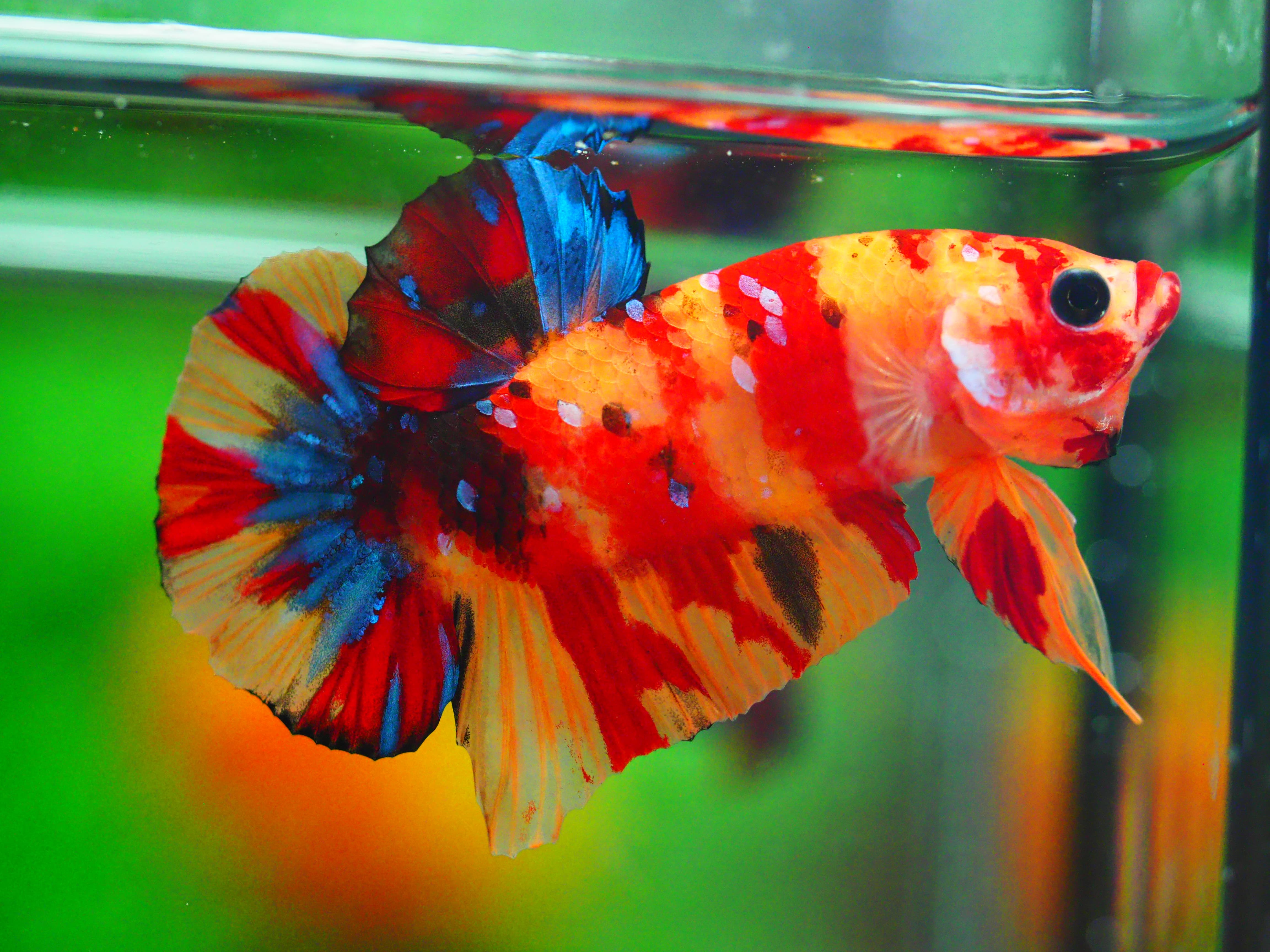 HMPK NEMO MALE GRADE A +++