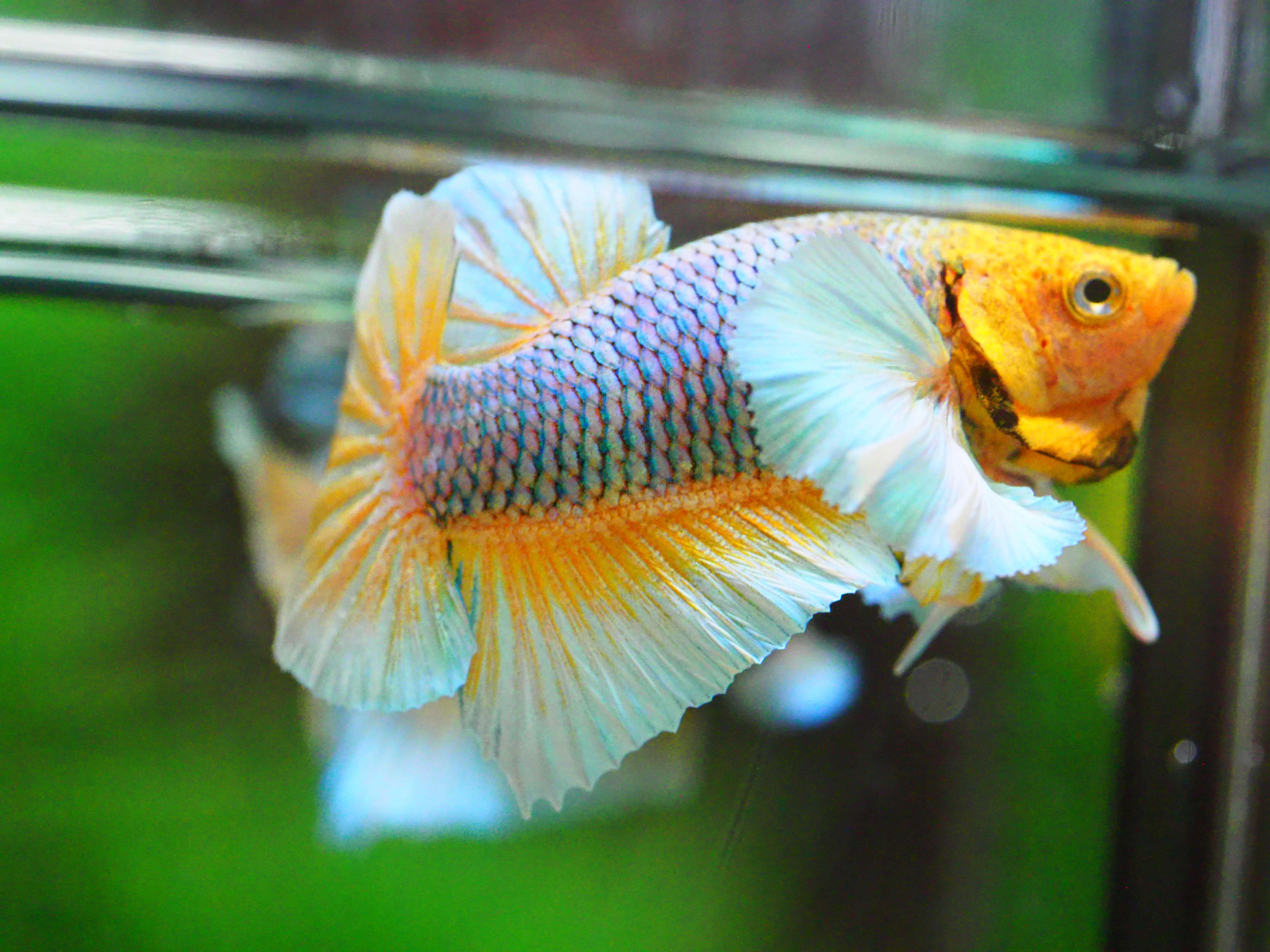 HMPK DUMBO MALE GRADE A +++