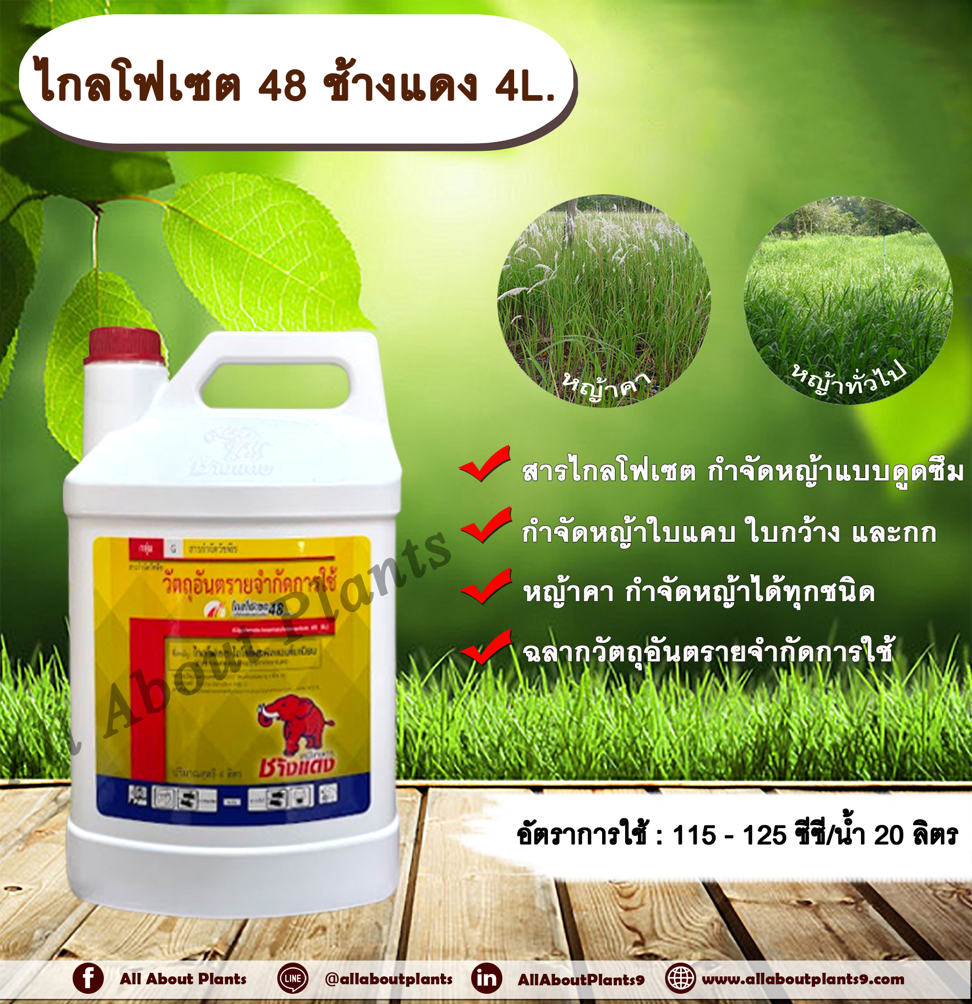 ไกลโฟเซต 48 ช้างแดง 4L.ไกลโฟเซต สารกำจัดวัชพืช แบบดูดซึม กำจัดหญ้าทุกชนิด ตายถึงรากถึงโคน หญ้าคา วัชพืชข้ามปี กำจัดหญ้าใบแคบ ใบกว้างและกก ดูดซึมไม่เลือกทำลาย Glyphosate ชิ้น