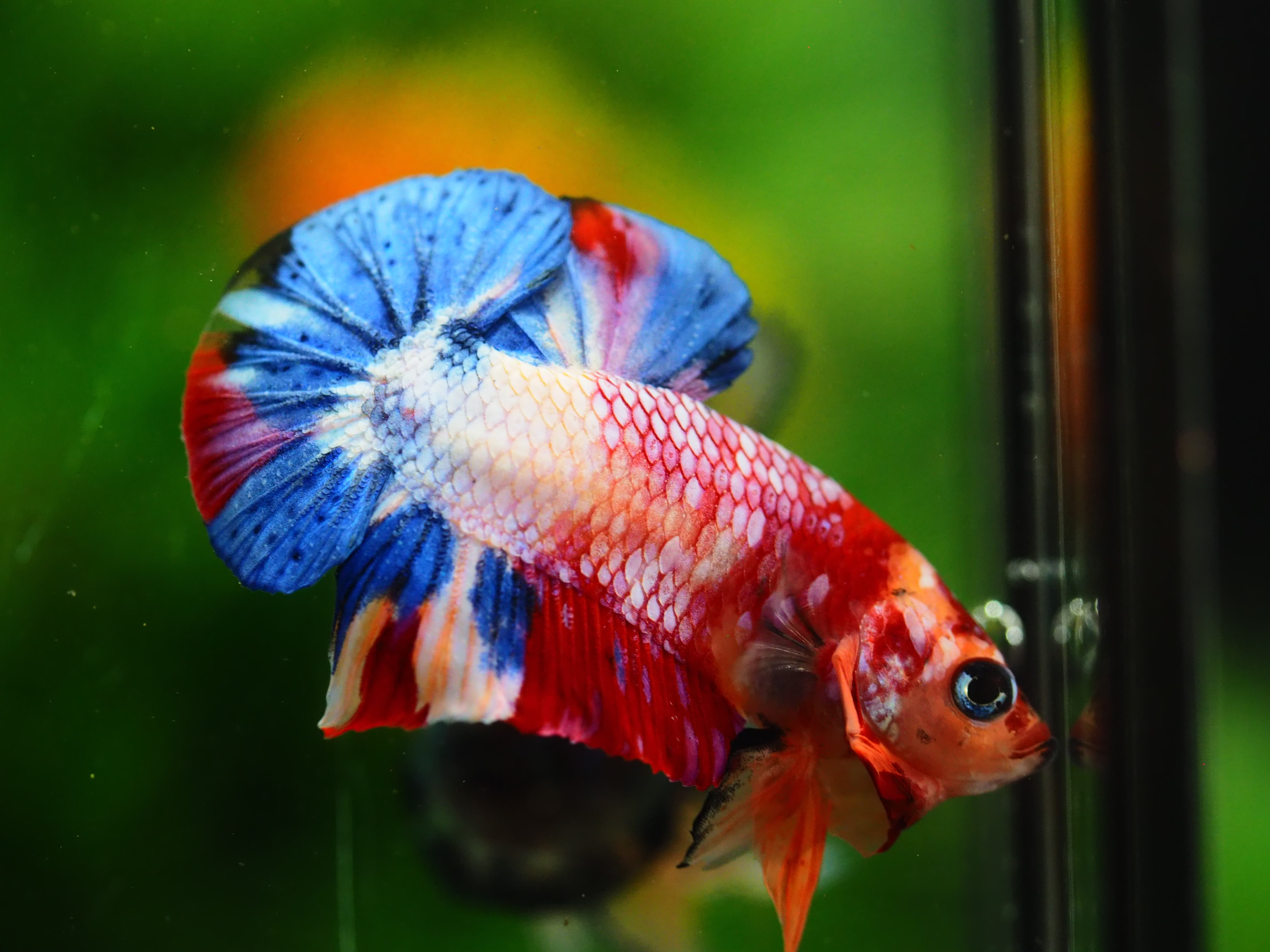 HMPK MUNTICOLOR MALE GRADE A++