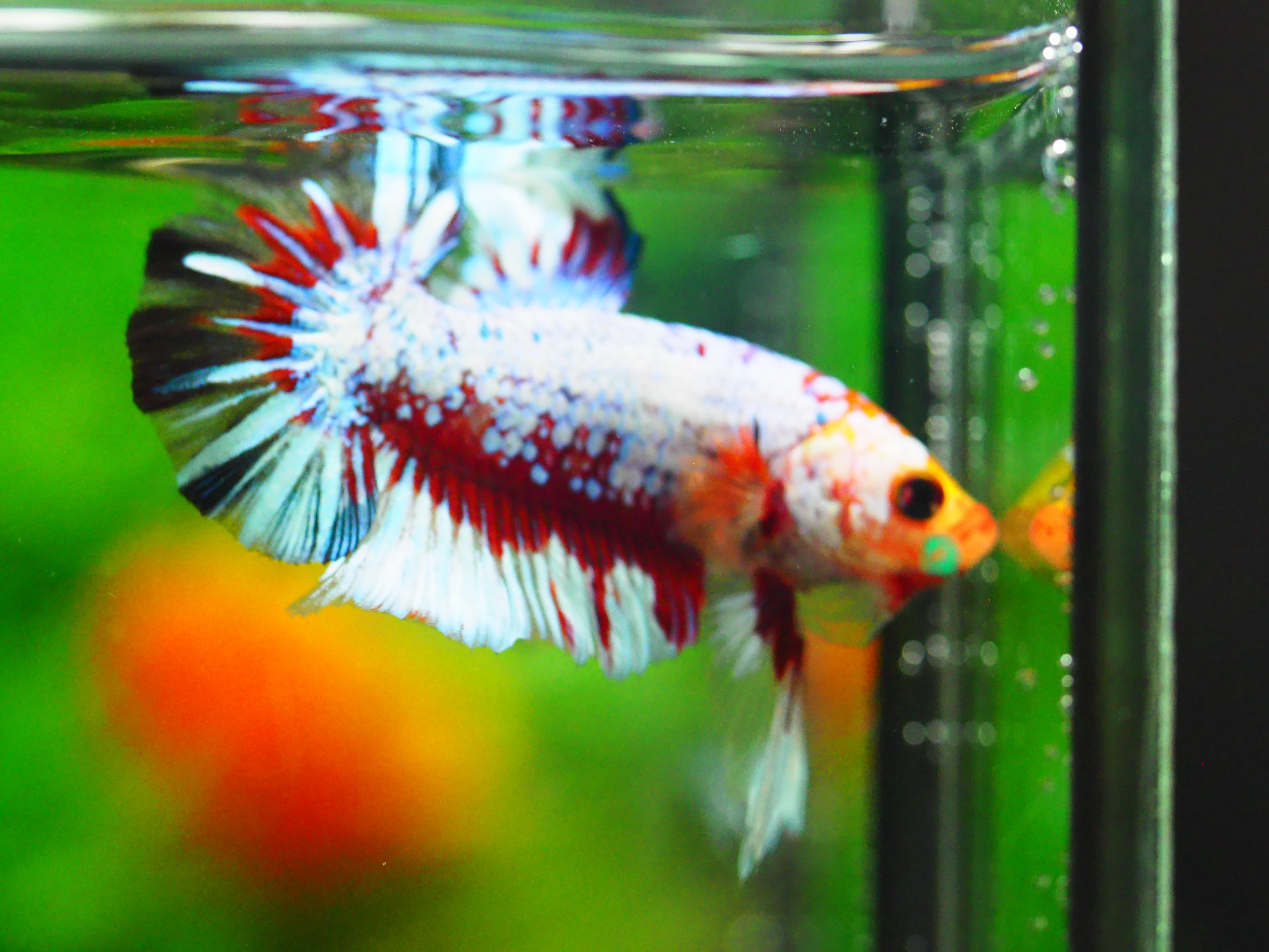 HMPK FANCY MALE GRADE A +++