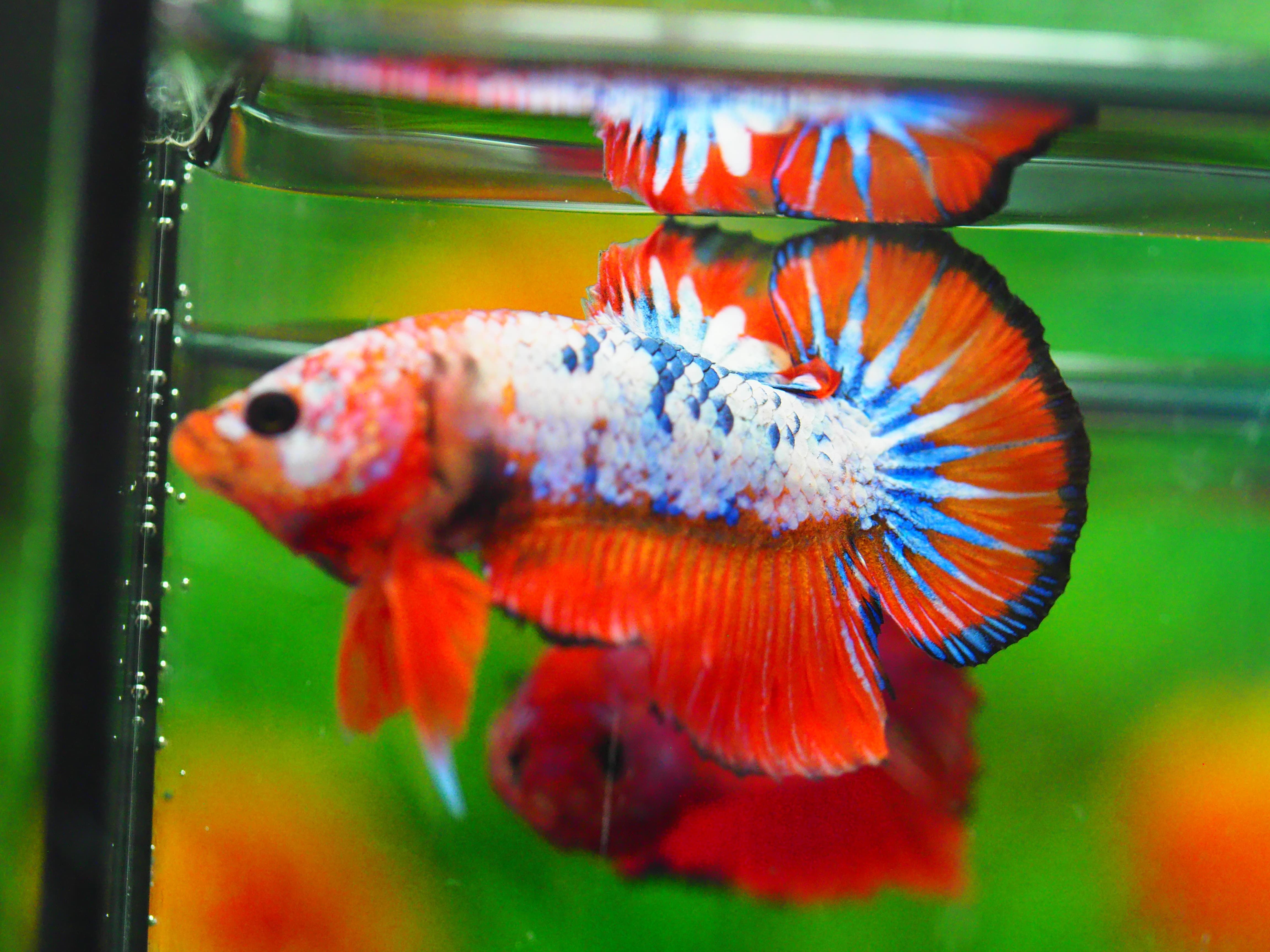 HMPK FANCY MALE GRADE A +++