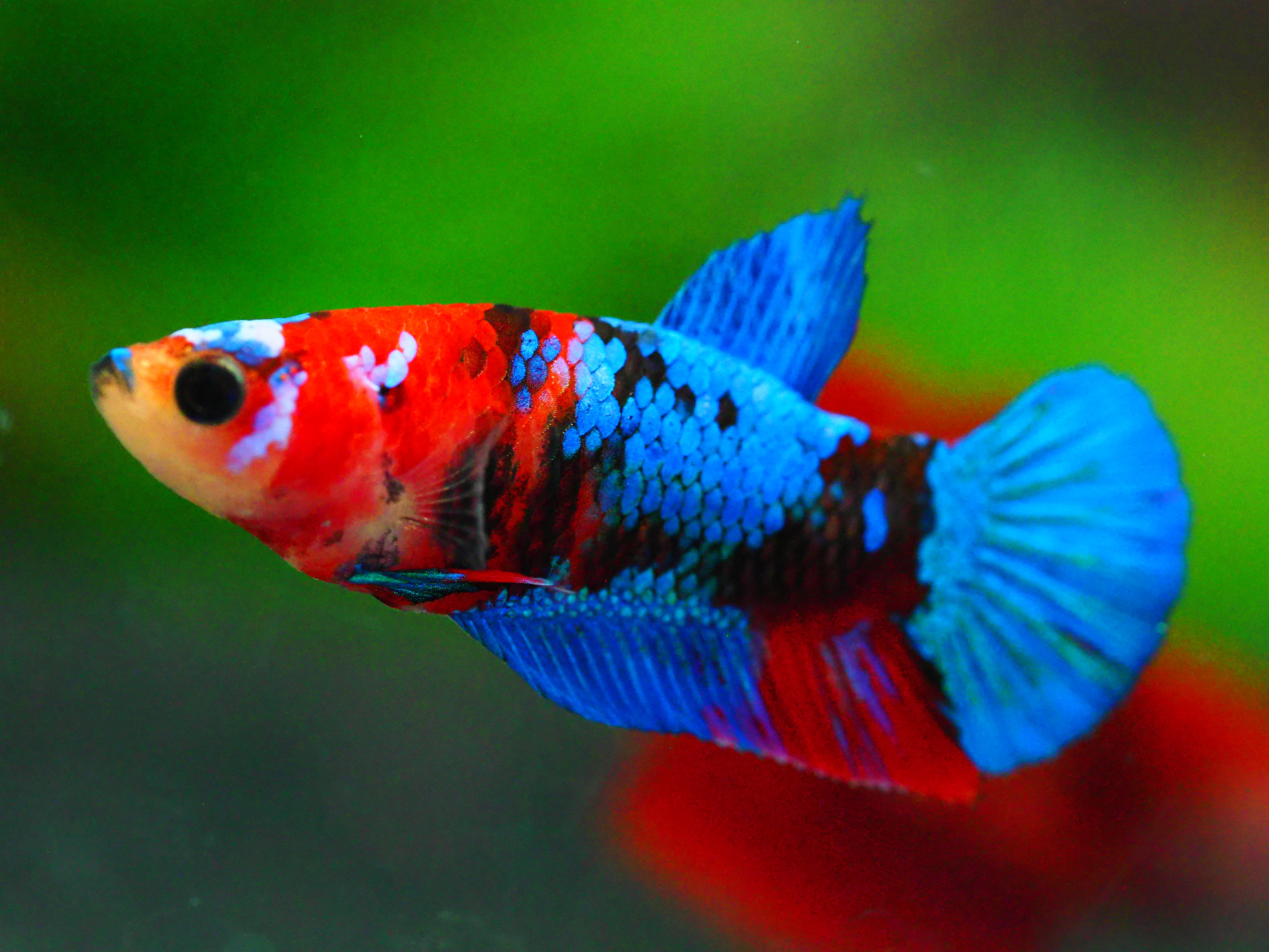 HMPK KOI GALAXY FNMALE GRADE A +++