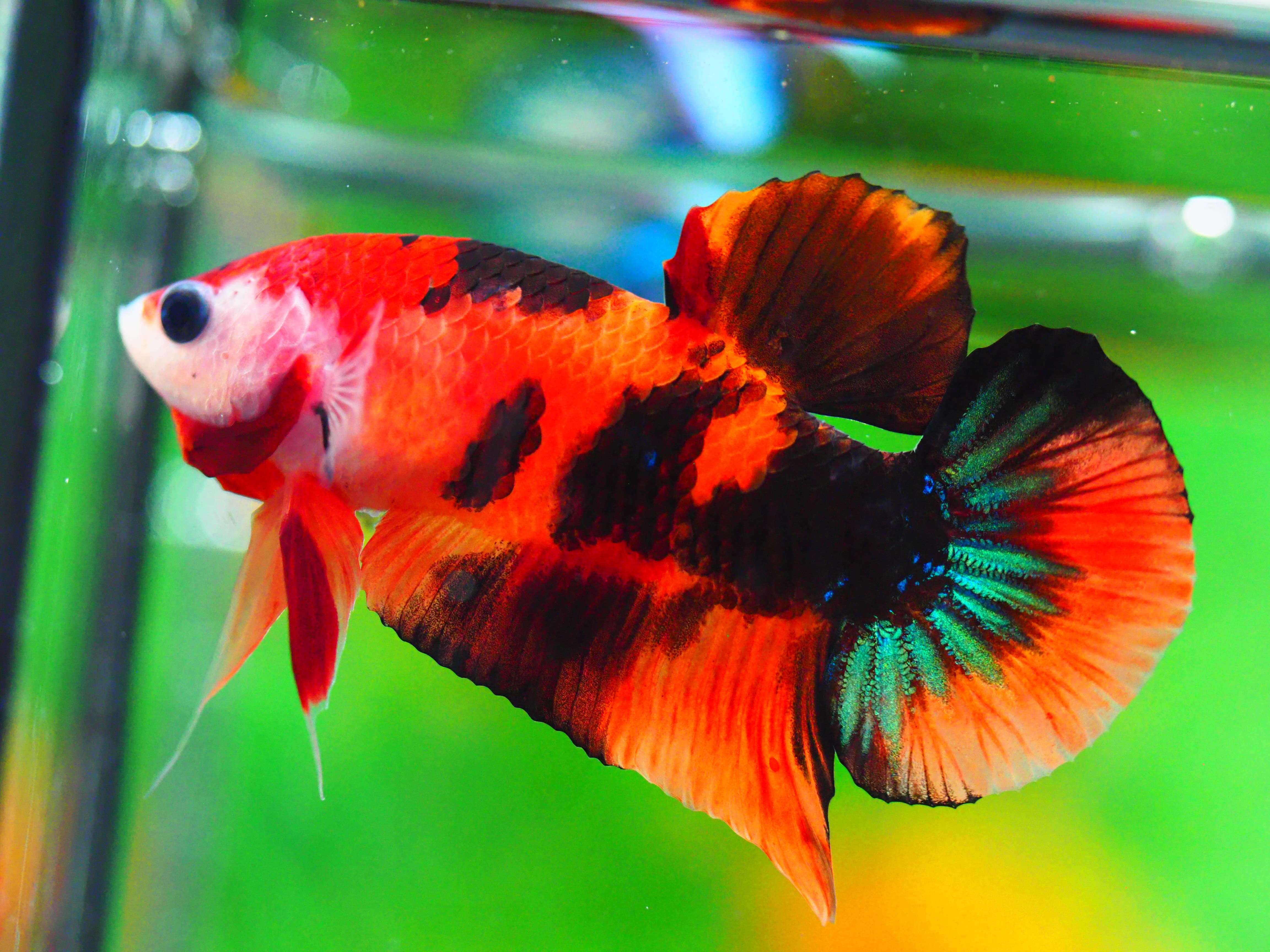 HMPK NEMO GALAXY MALE GRADE A +++