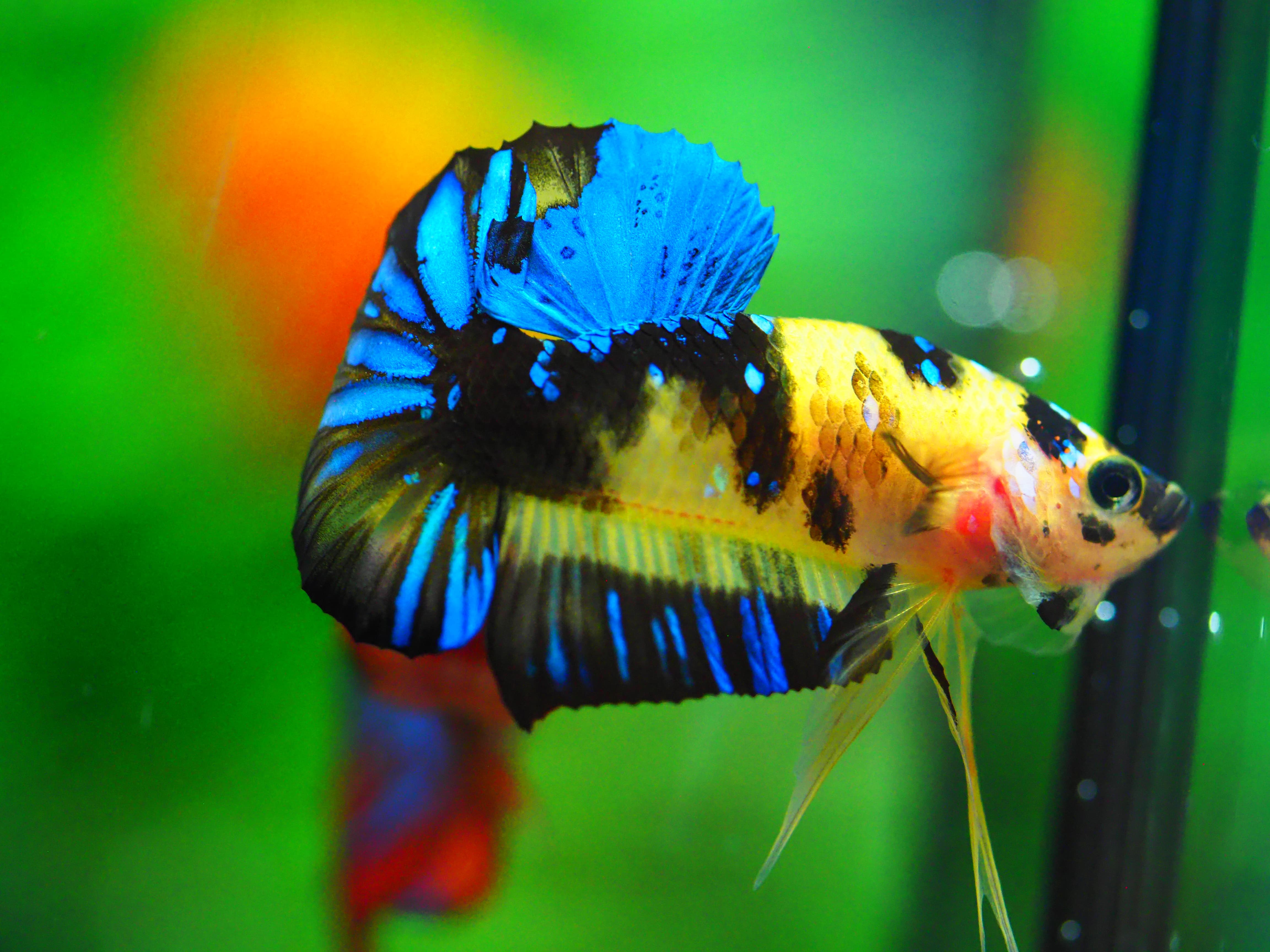 HMPK KOI GALAXY MALE GRADE A +++