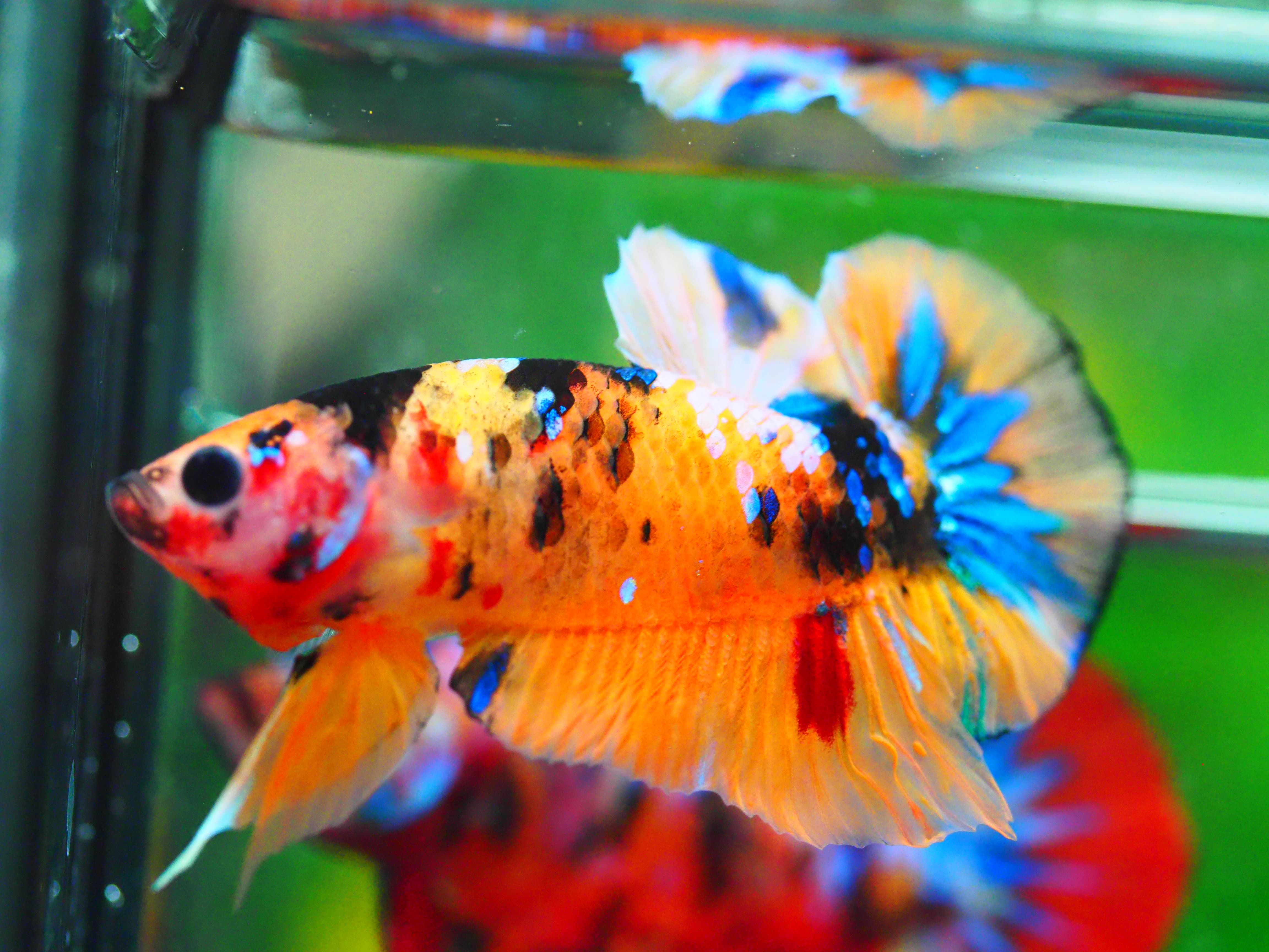 HMPK NEMO GALAXY MALE GRADE A +++