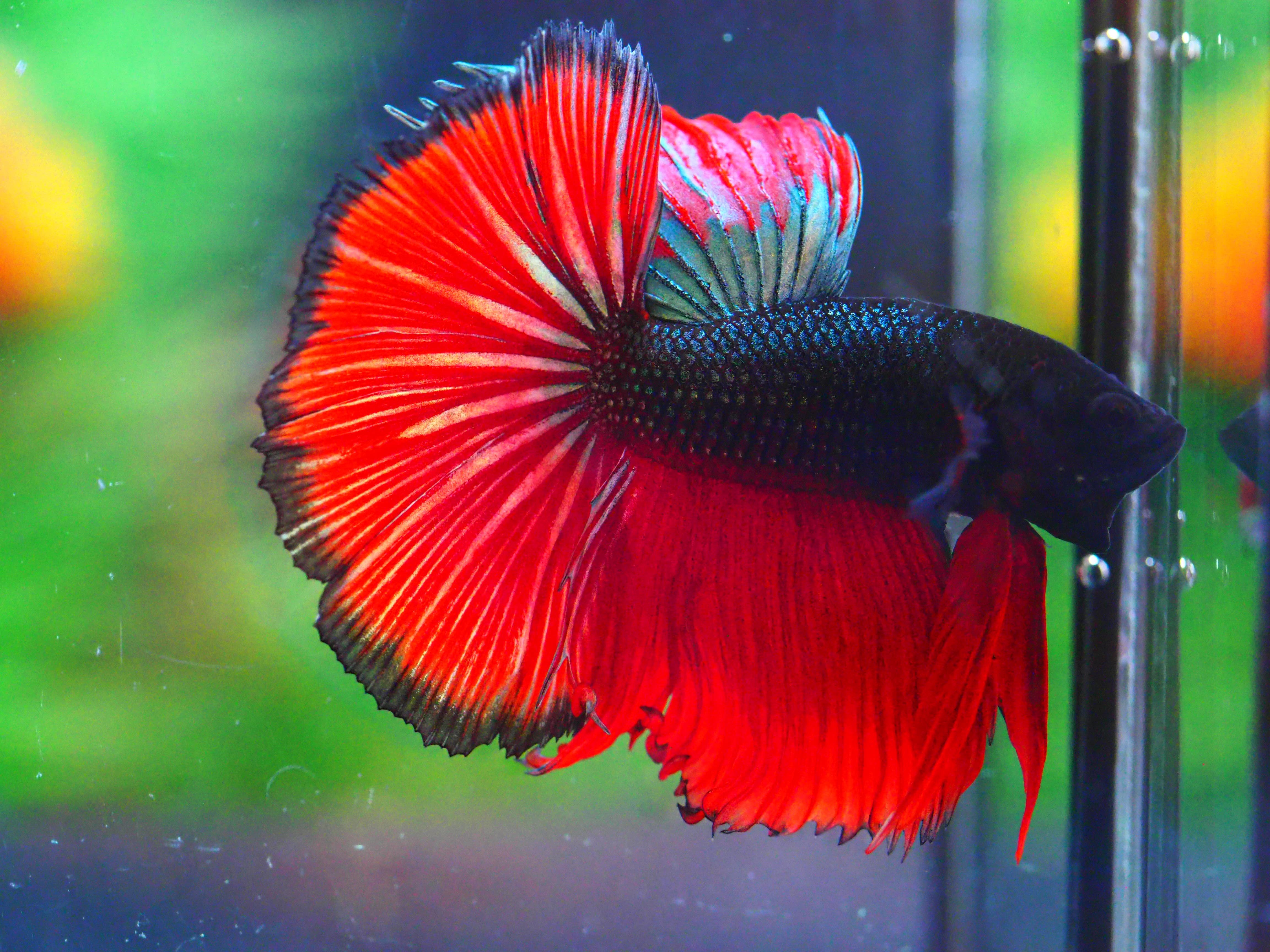 HM FANCY MALE GRADE A +++