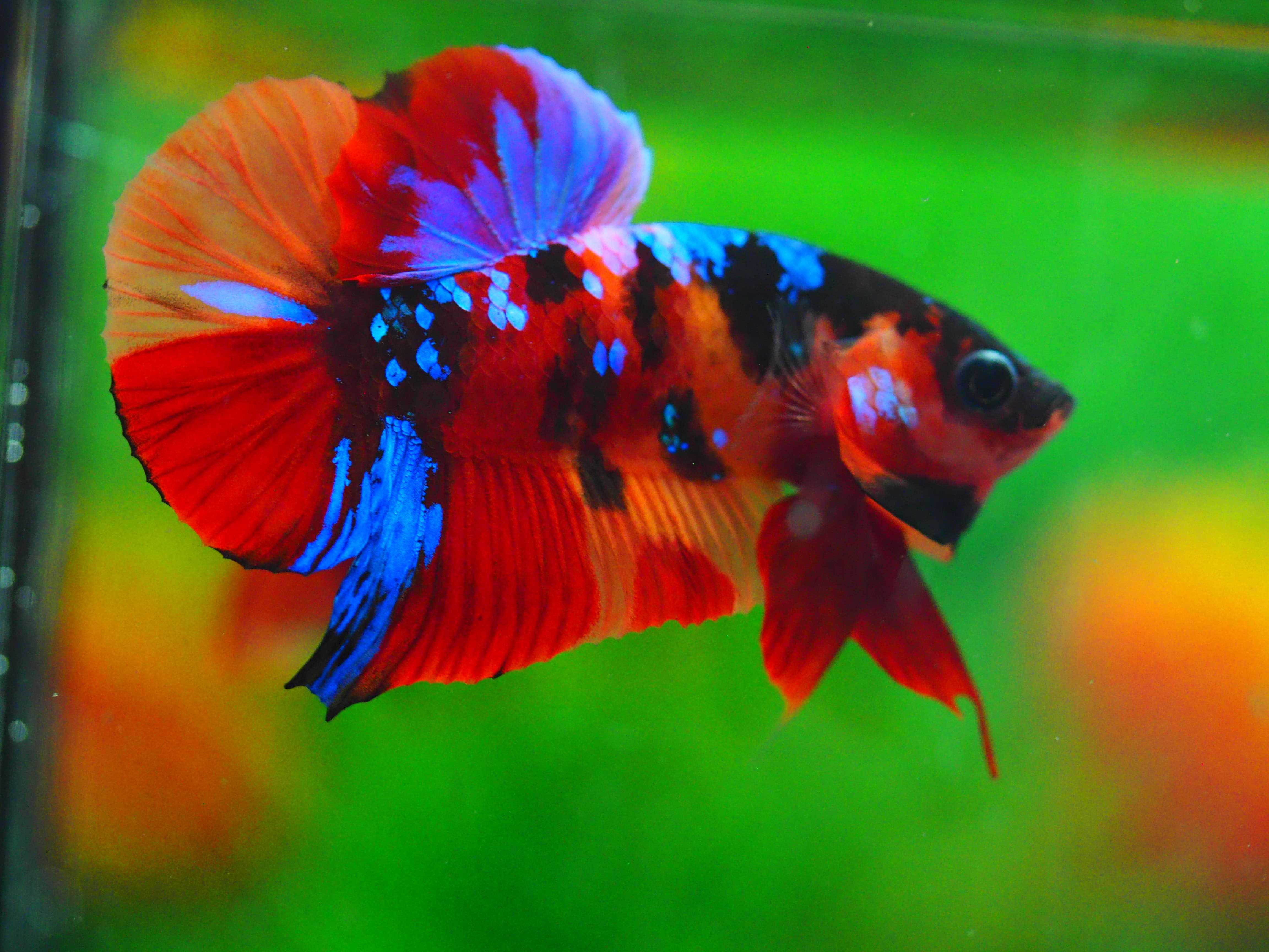 HMPK NEMO GALAXY MALE GRADE A++