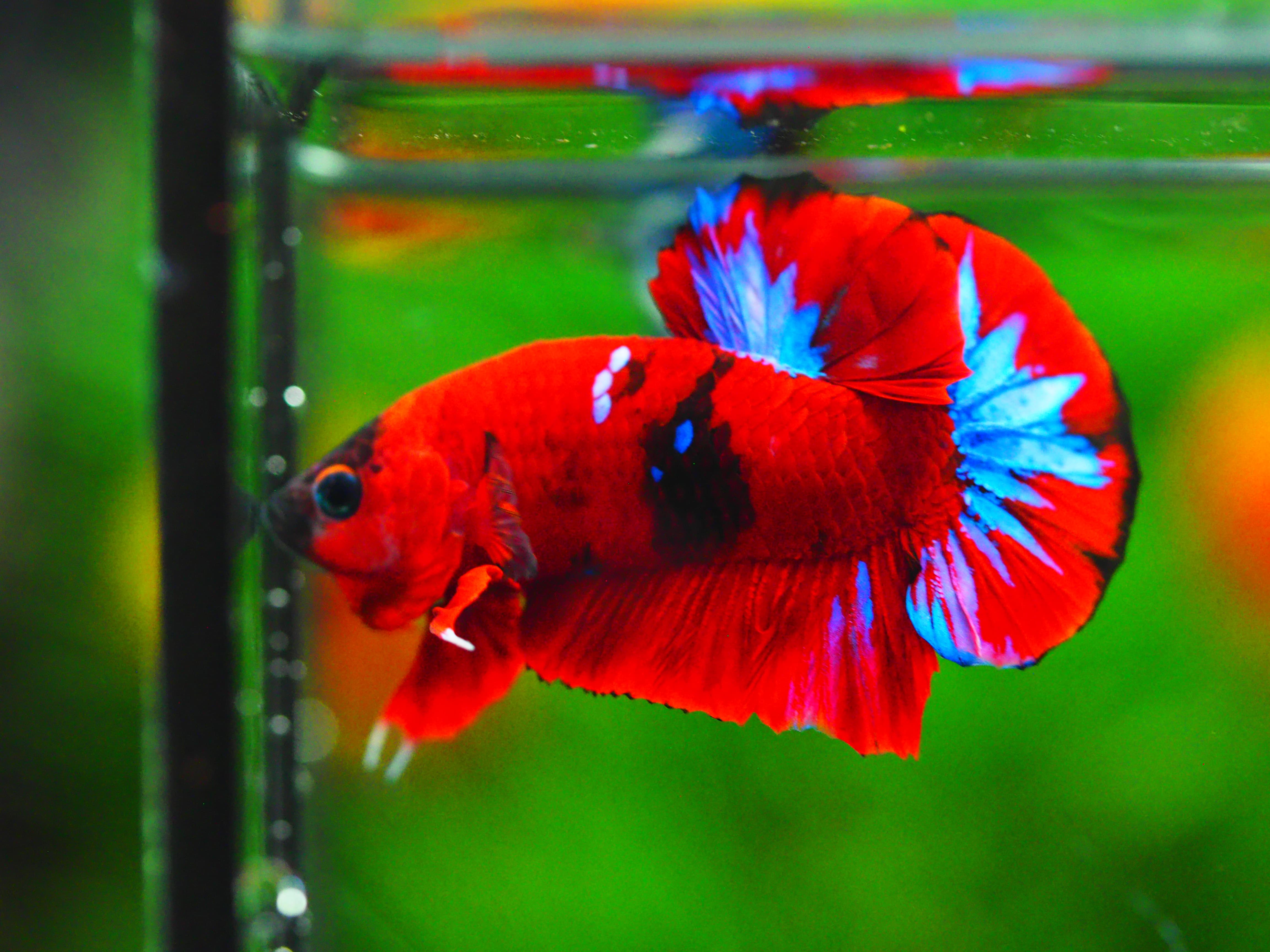 HMPK KOI GALAXY MALE GRADE A +++