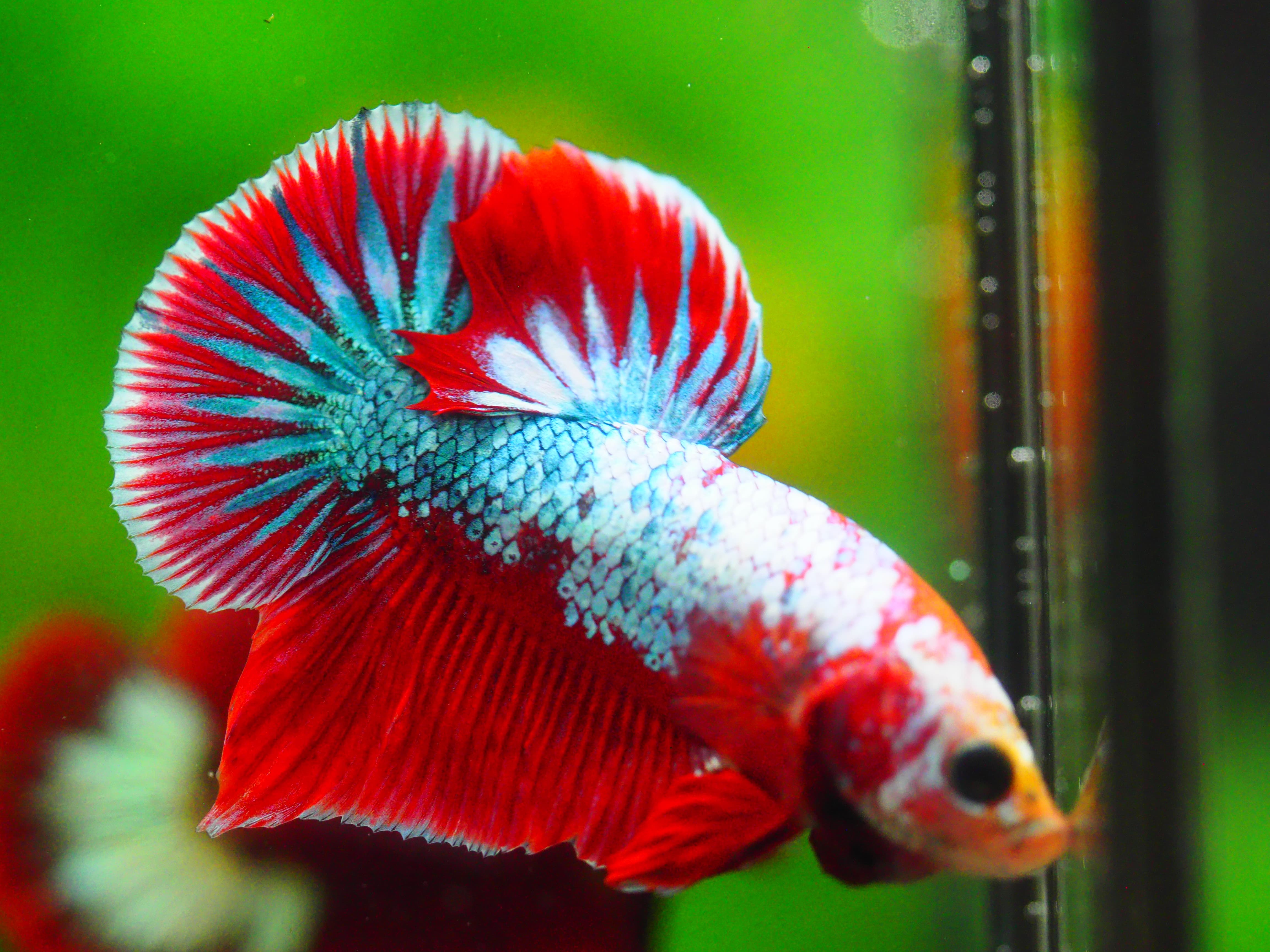 HMPK FANCY MALE GRADE A +++