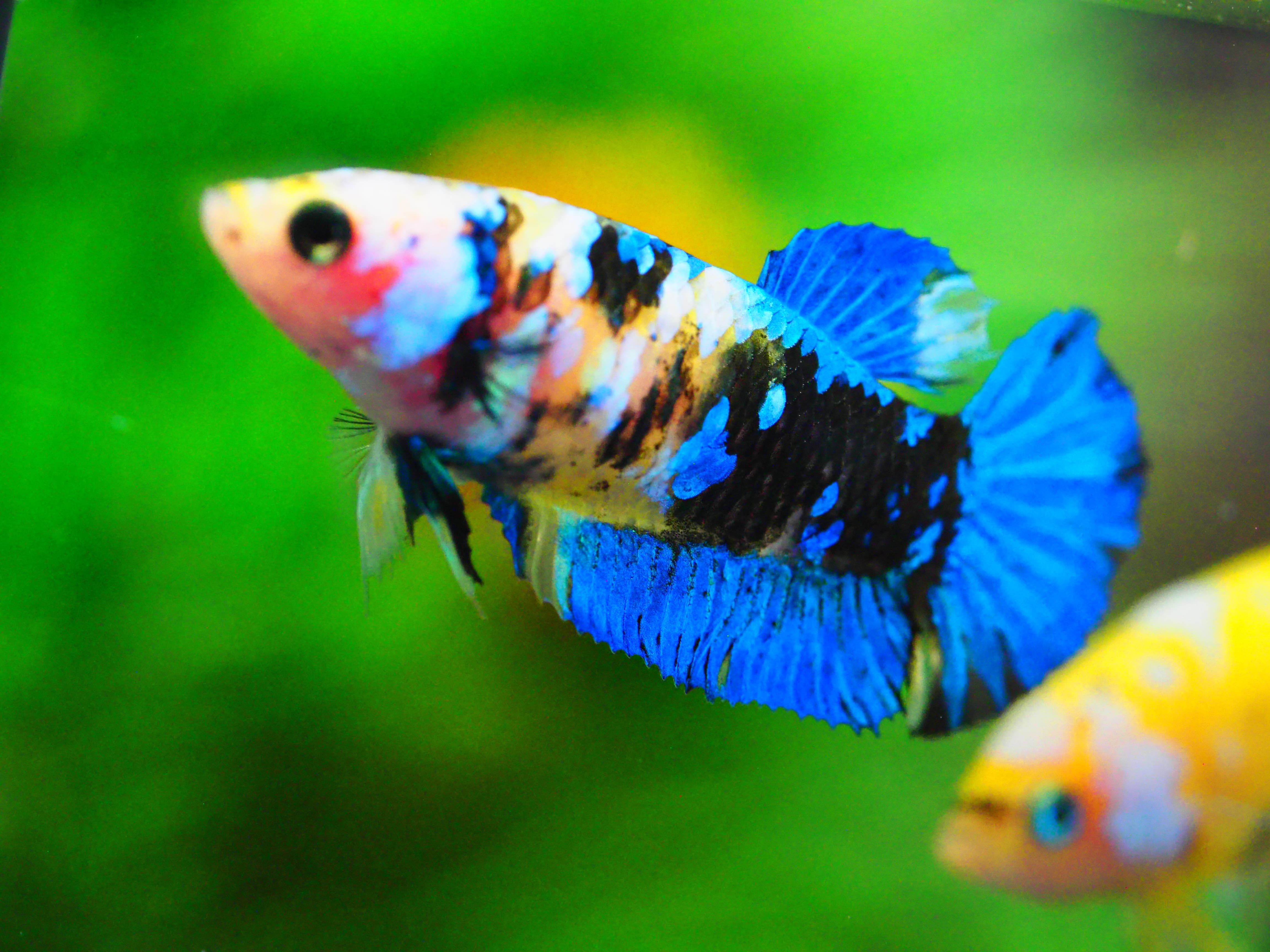 HMPK KOI YELLOW FNMALE GRADE A +++