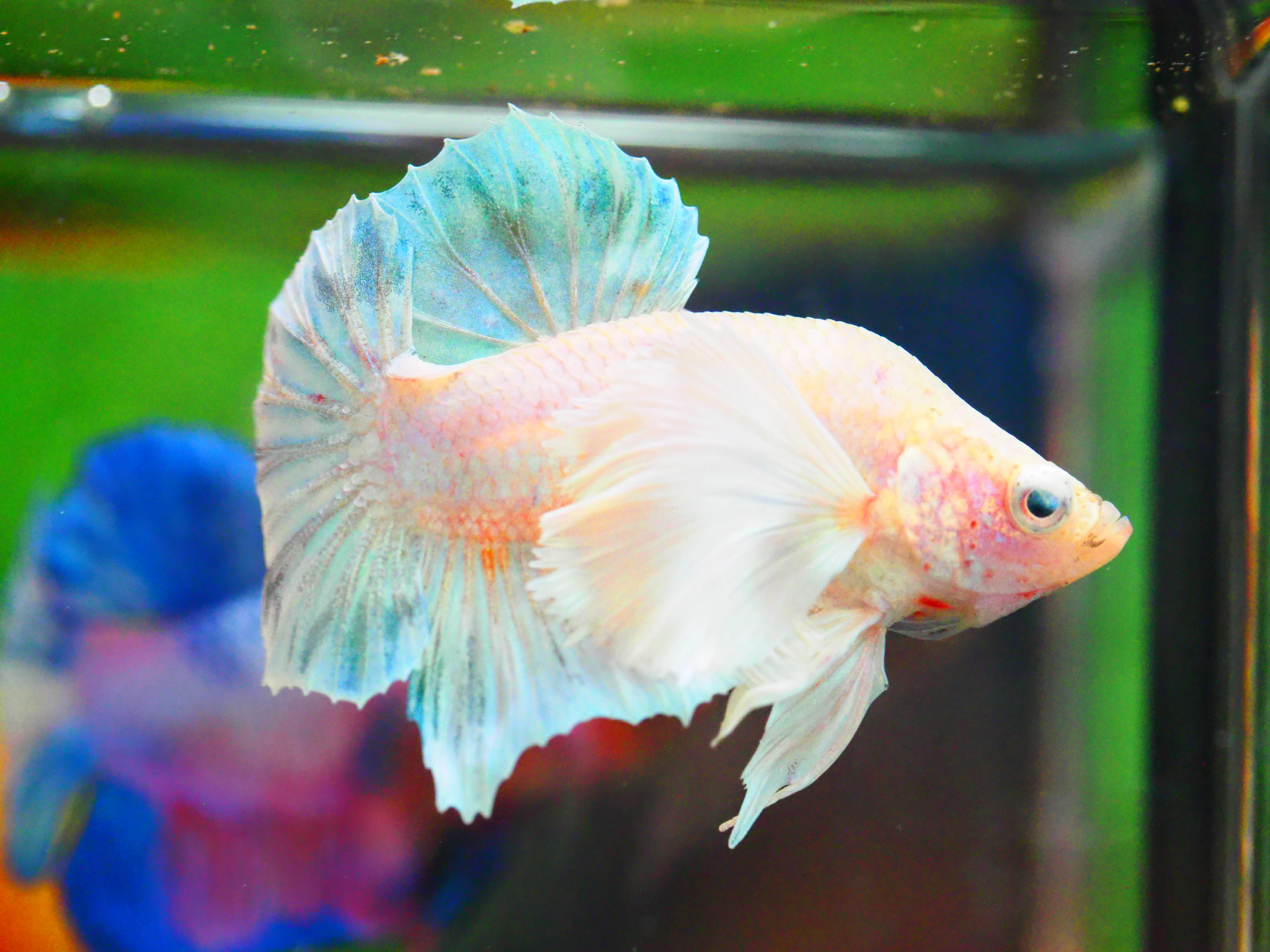 HMPK DUMBO MALE GRADE