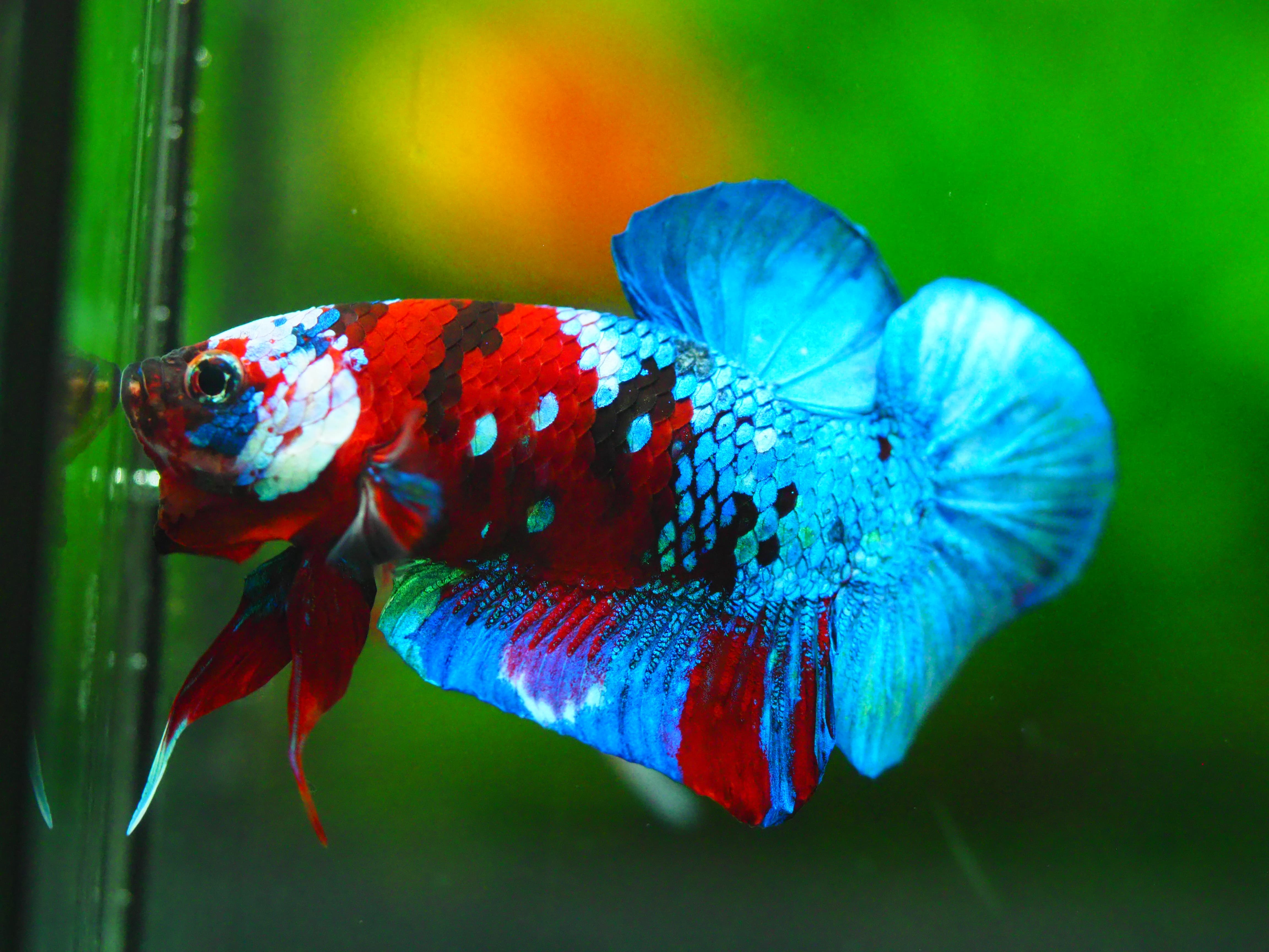 HMPK KOI GALAXY MALE GRADE A +++