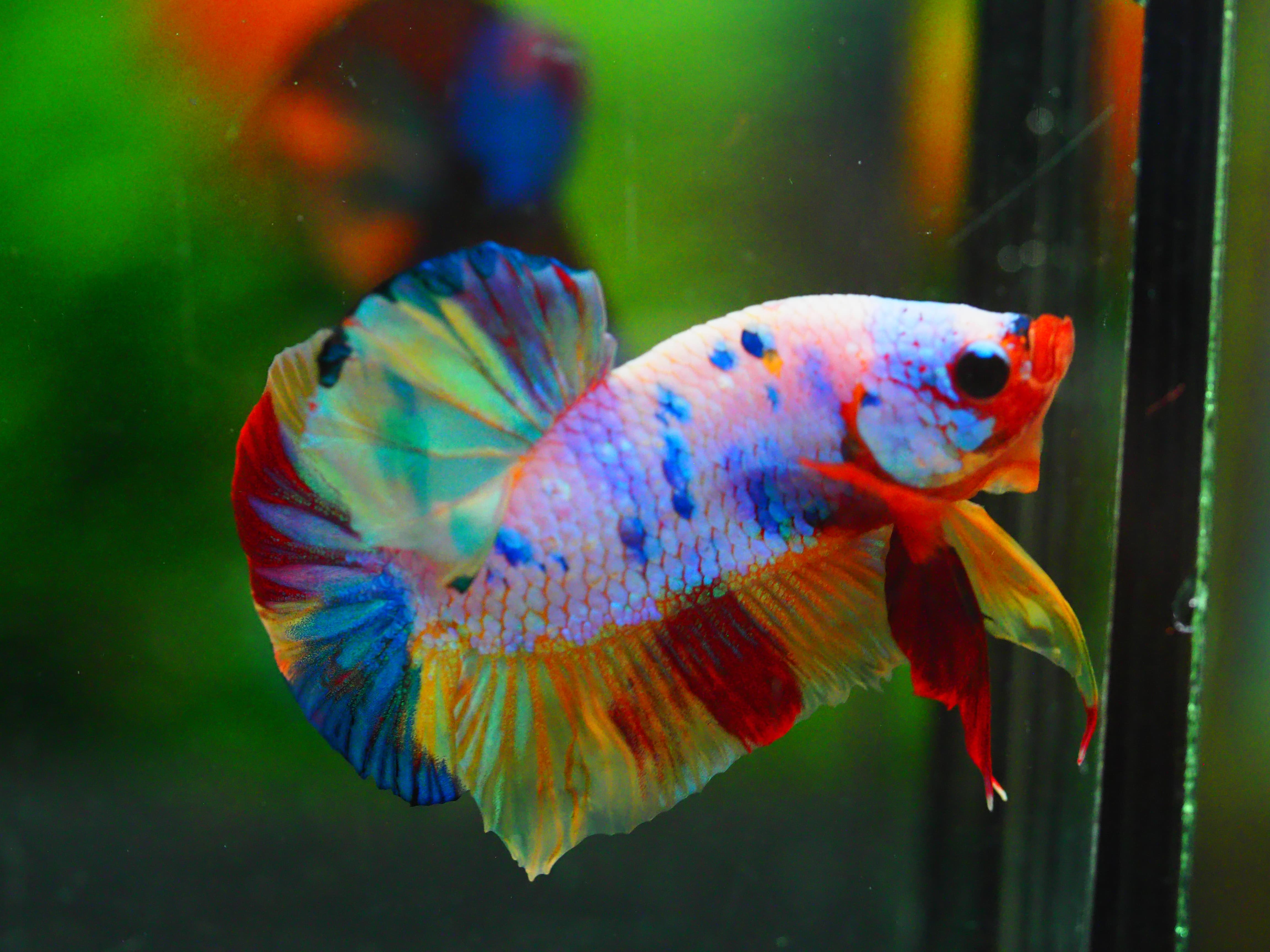 HMPK CANDY MALE GRADE A +++