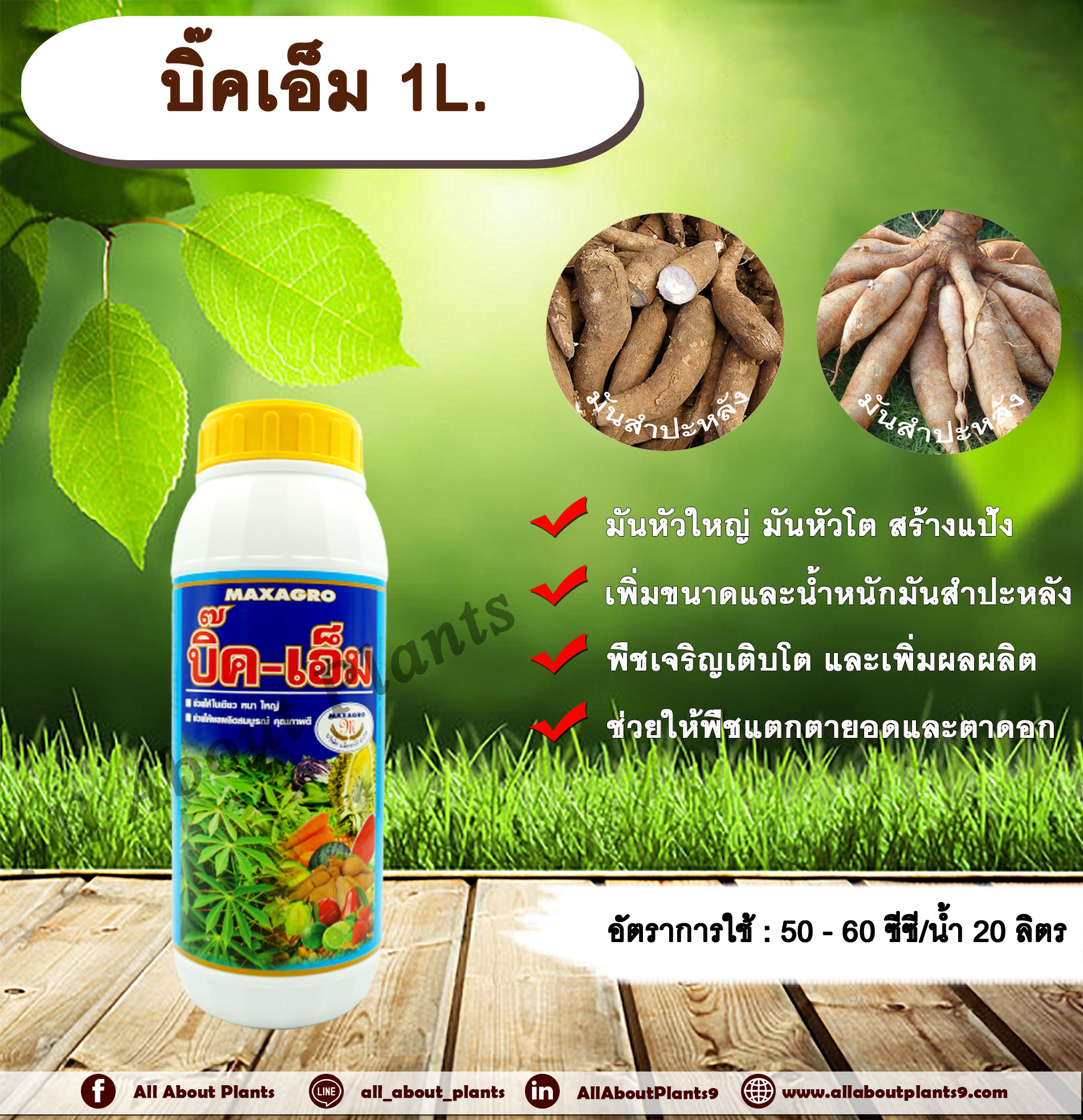 บิ๊คเอ็ม 1L. ธาตุอาหารรอง ธาตุอาหารเสริม ฮอร์โมนพืช มันหัวใหญ่ มันหัวโต ลงหัวมัน สร้างแป้ง เพิ่มขนาด เพิ่มน้ำหนัก allaboutplants ชิ้น