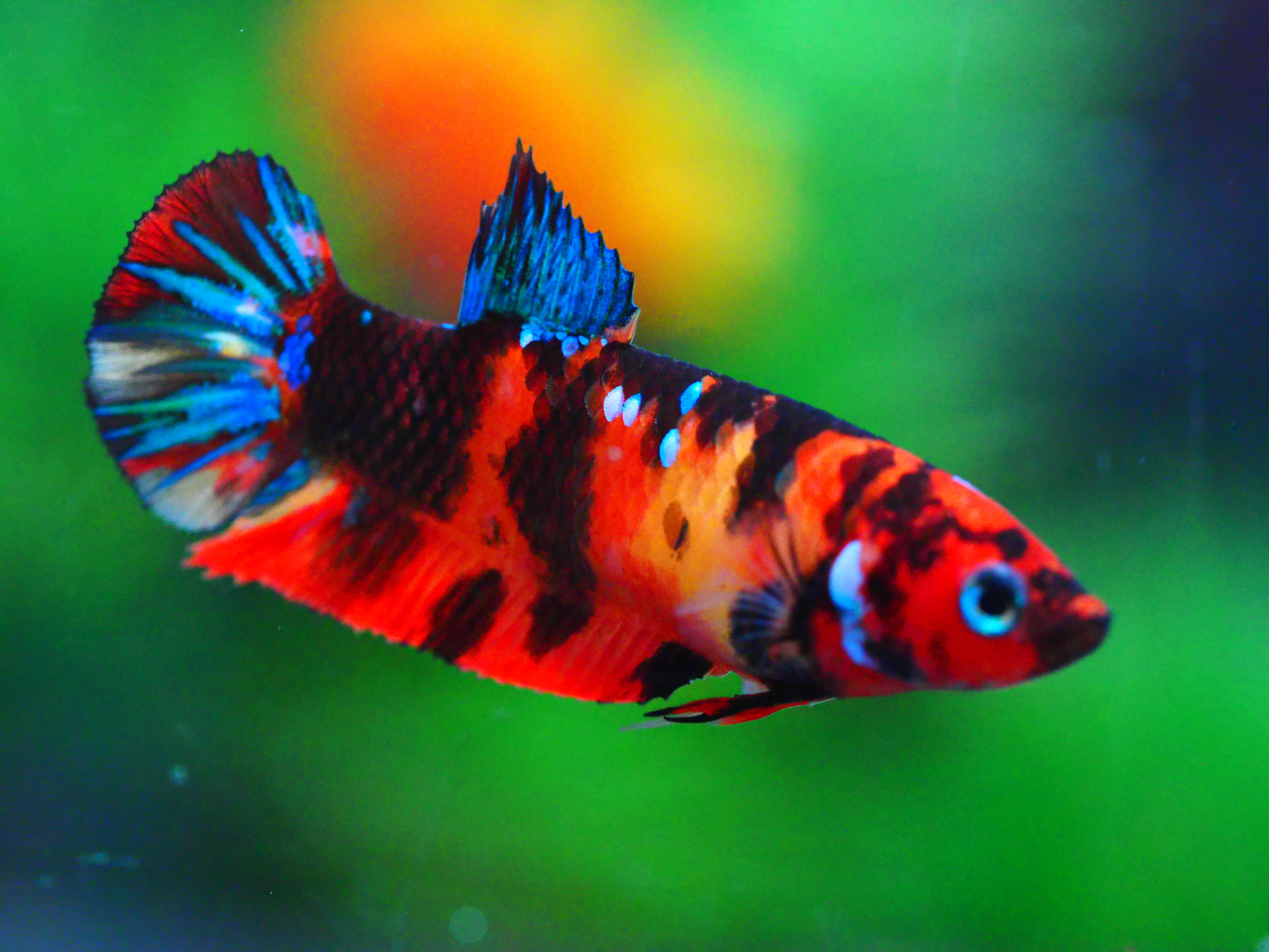 HMPK KOI GALAXY FNMALE GRADE A +++