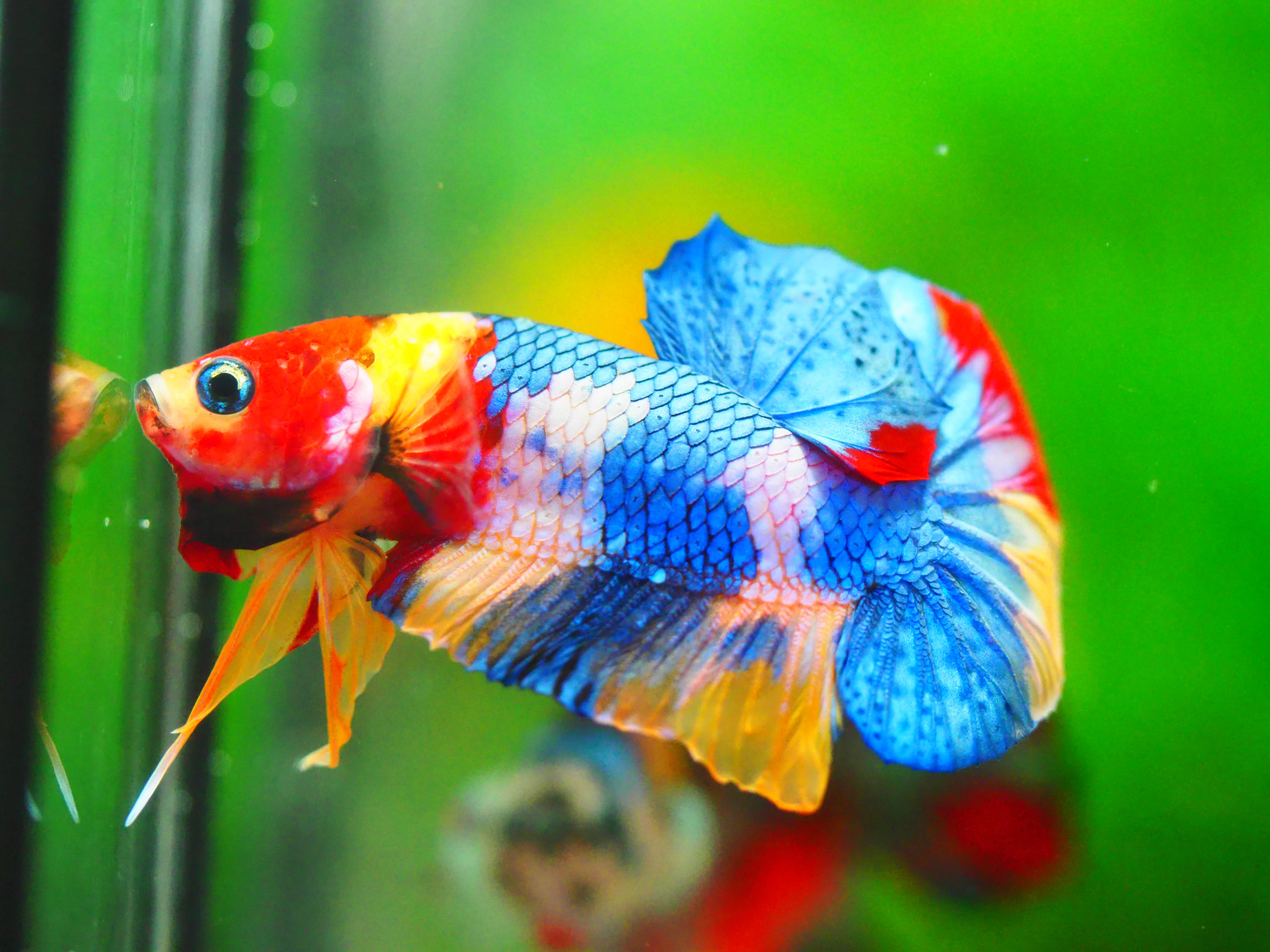 HMPK Multicolor MALE GRADE A +++