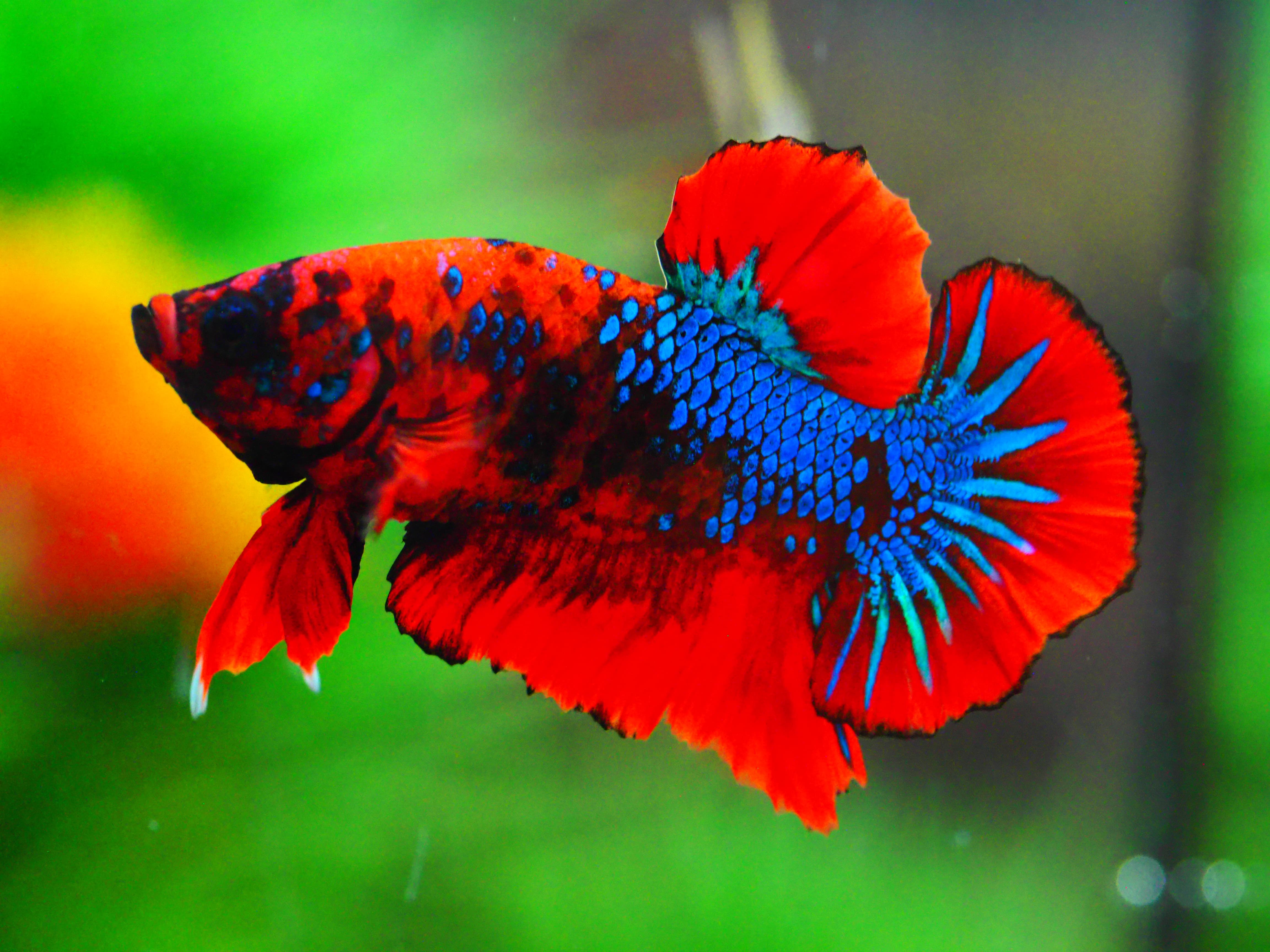 HMPK KOI GALAXY MALE GRADE A +++