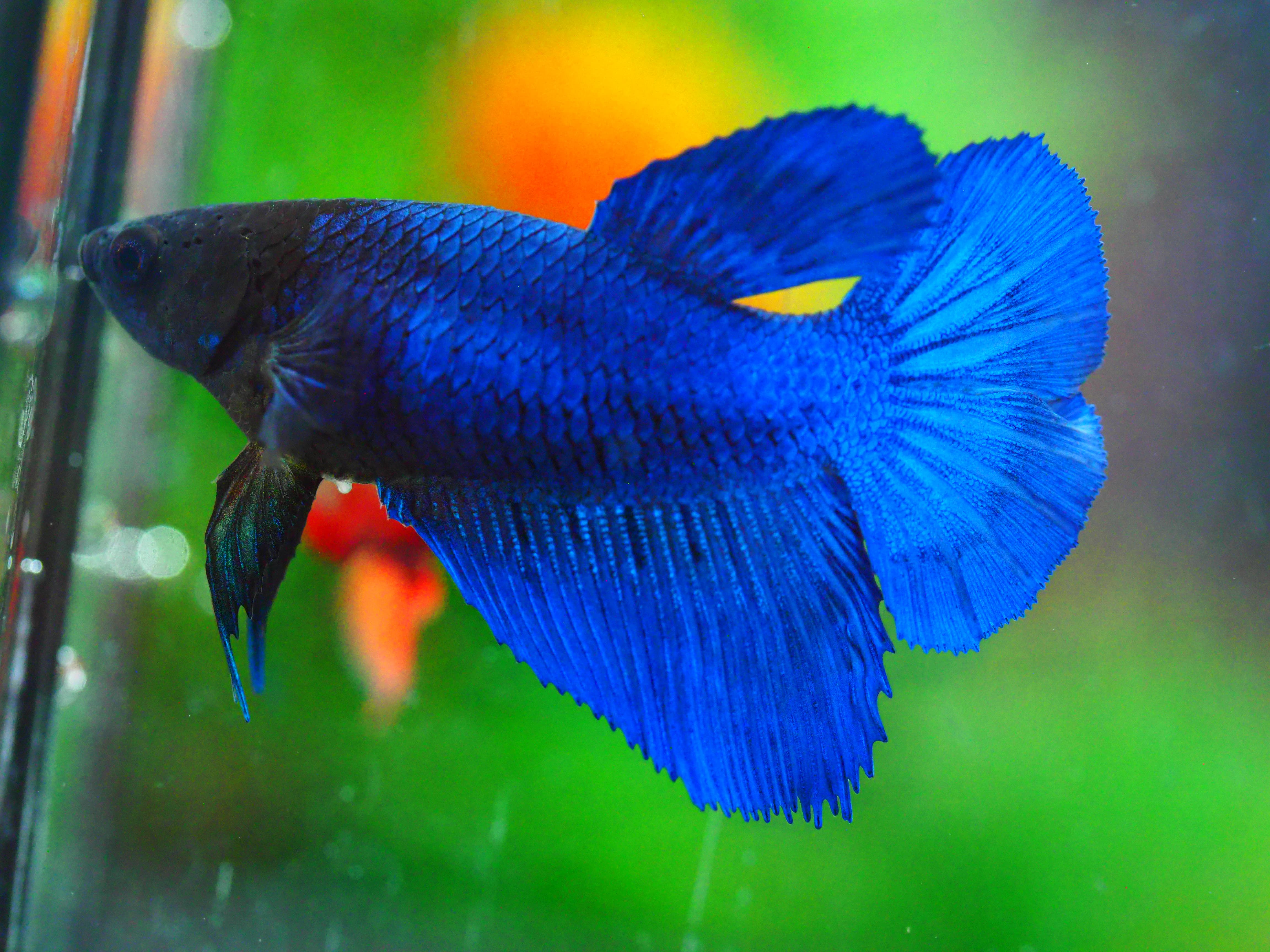 HM FANCY FNMALE GRADE A +++