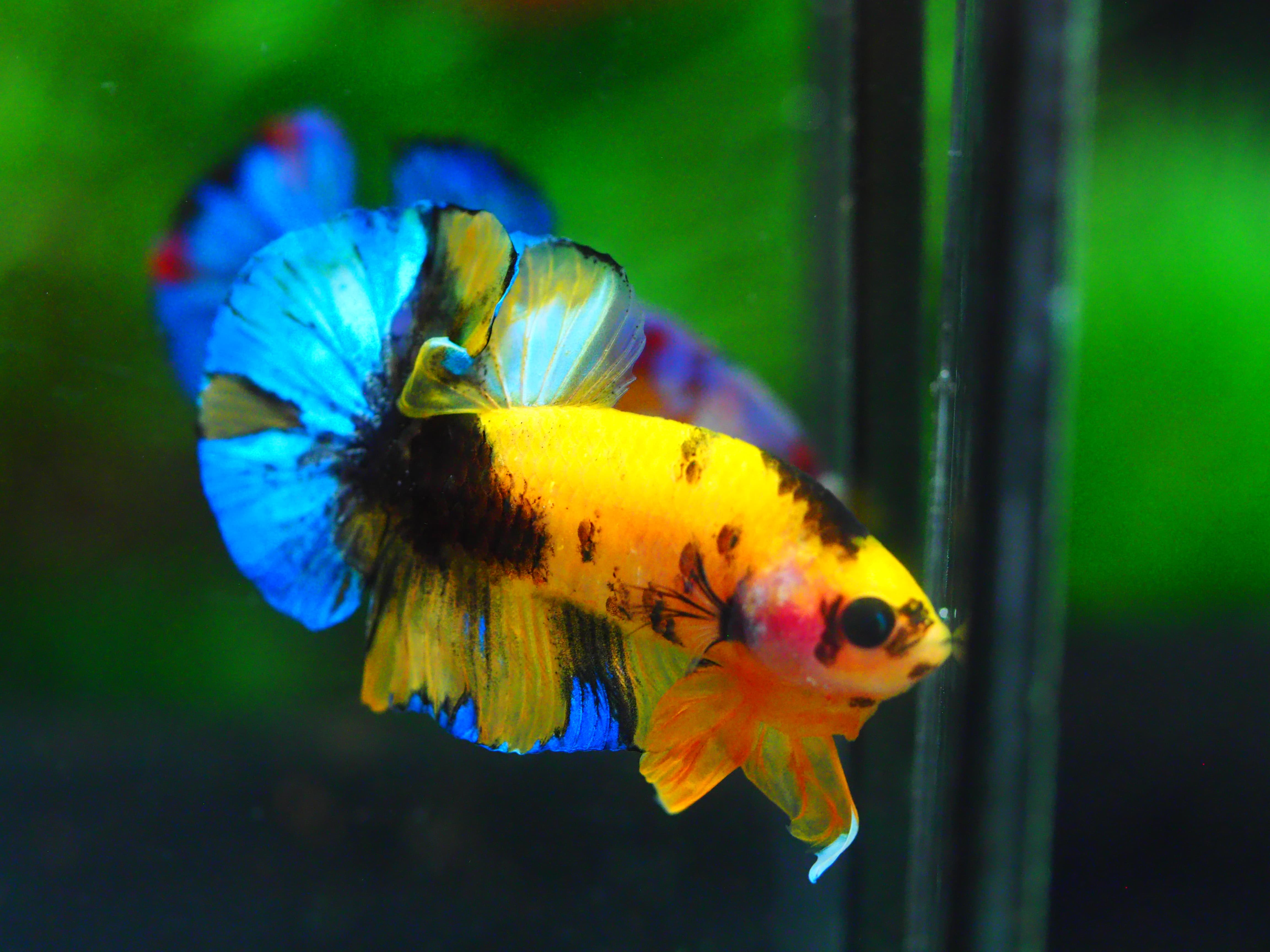 HMPK KOI GALAXY MALE GRADE A +++