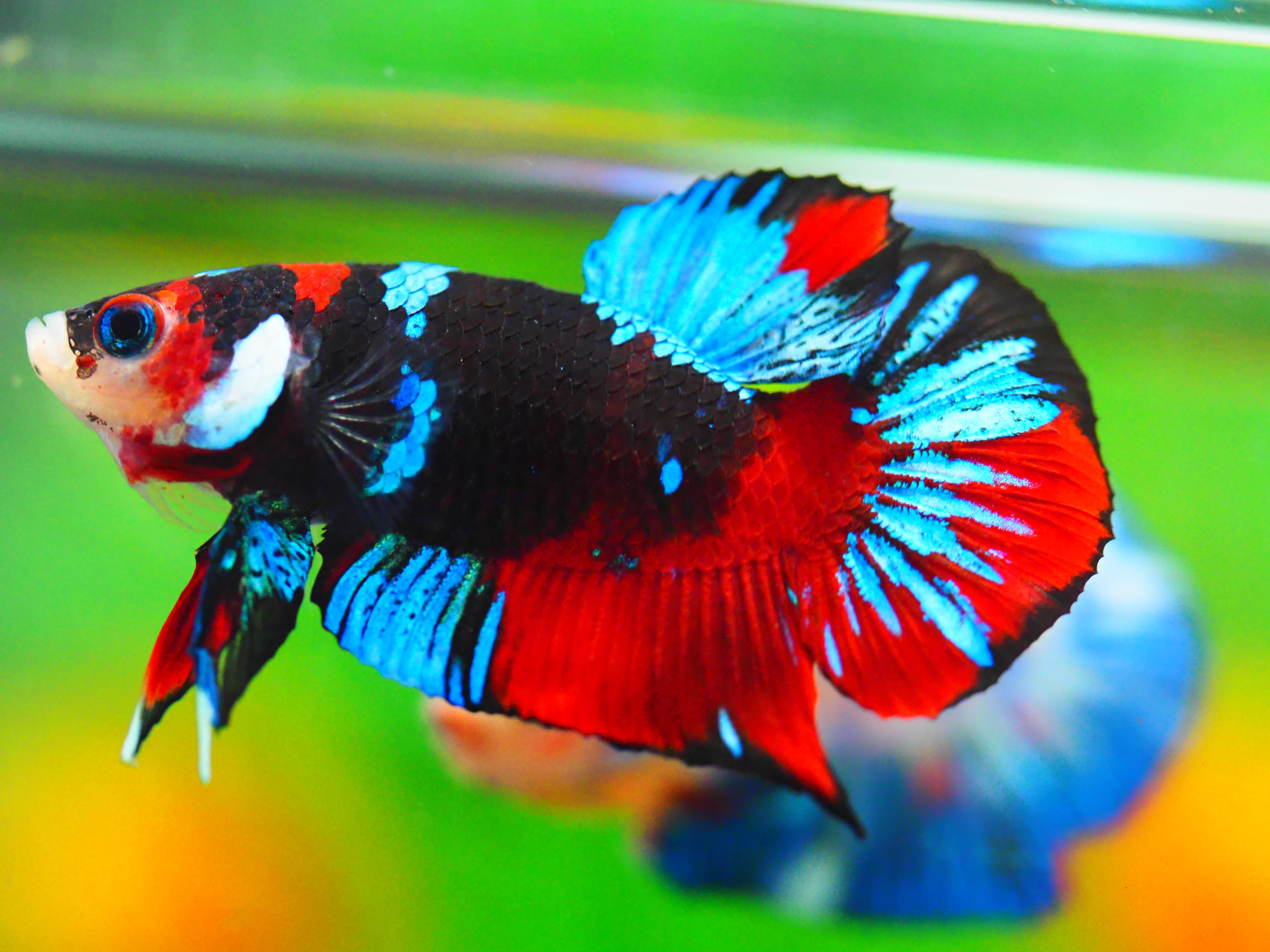 HMPK KOI GALAXY MALE GRADE A +++