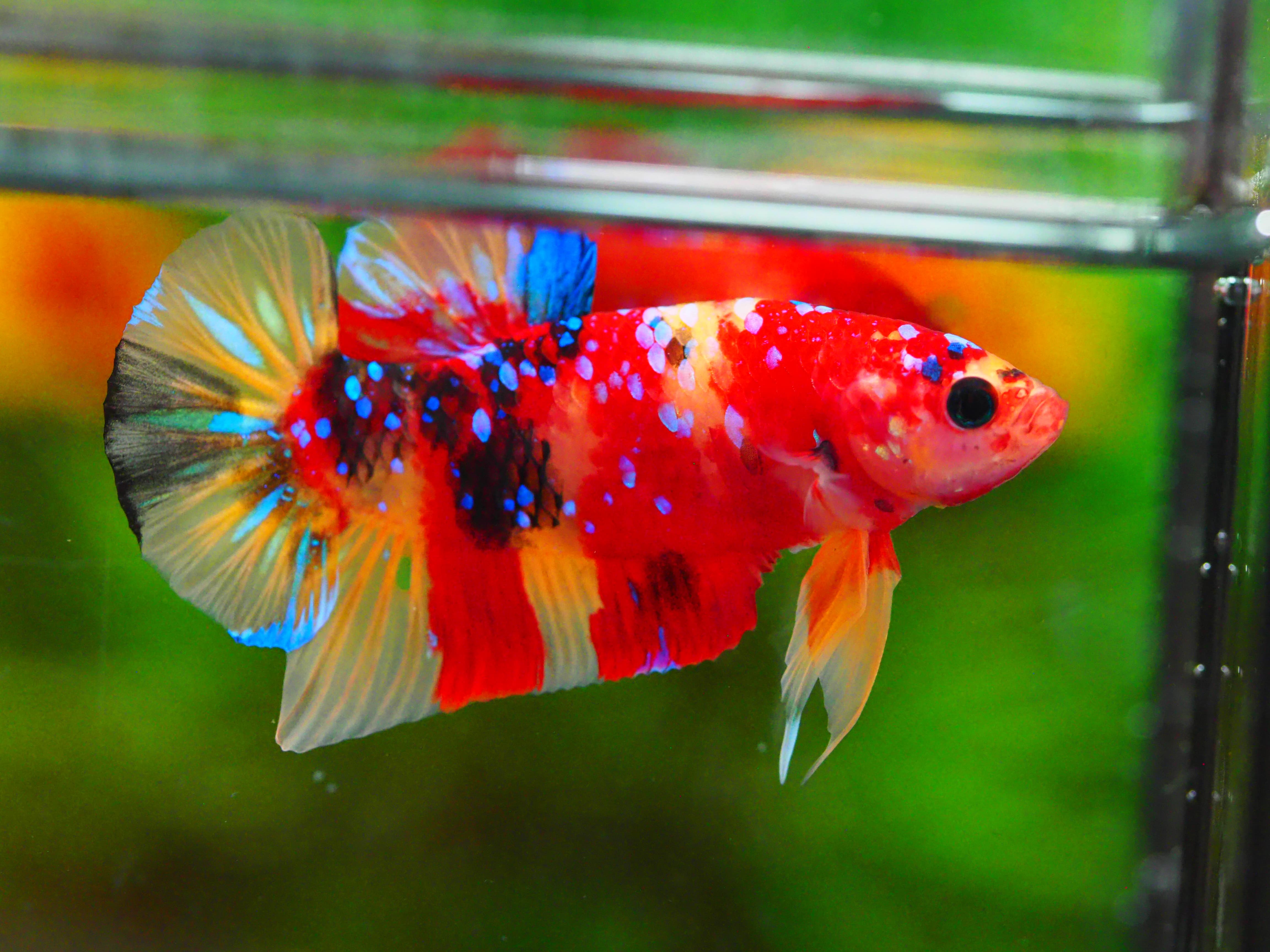 HMPK NEMO GALAXY MALE GRADE A +++