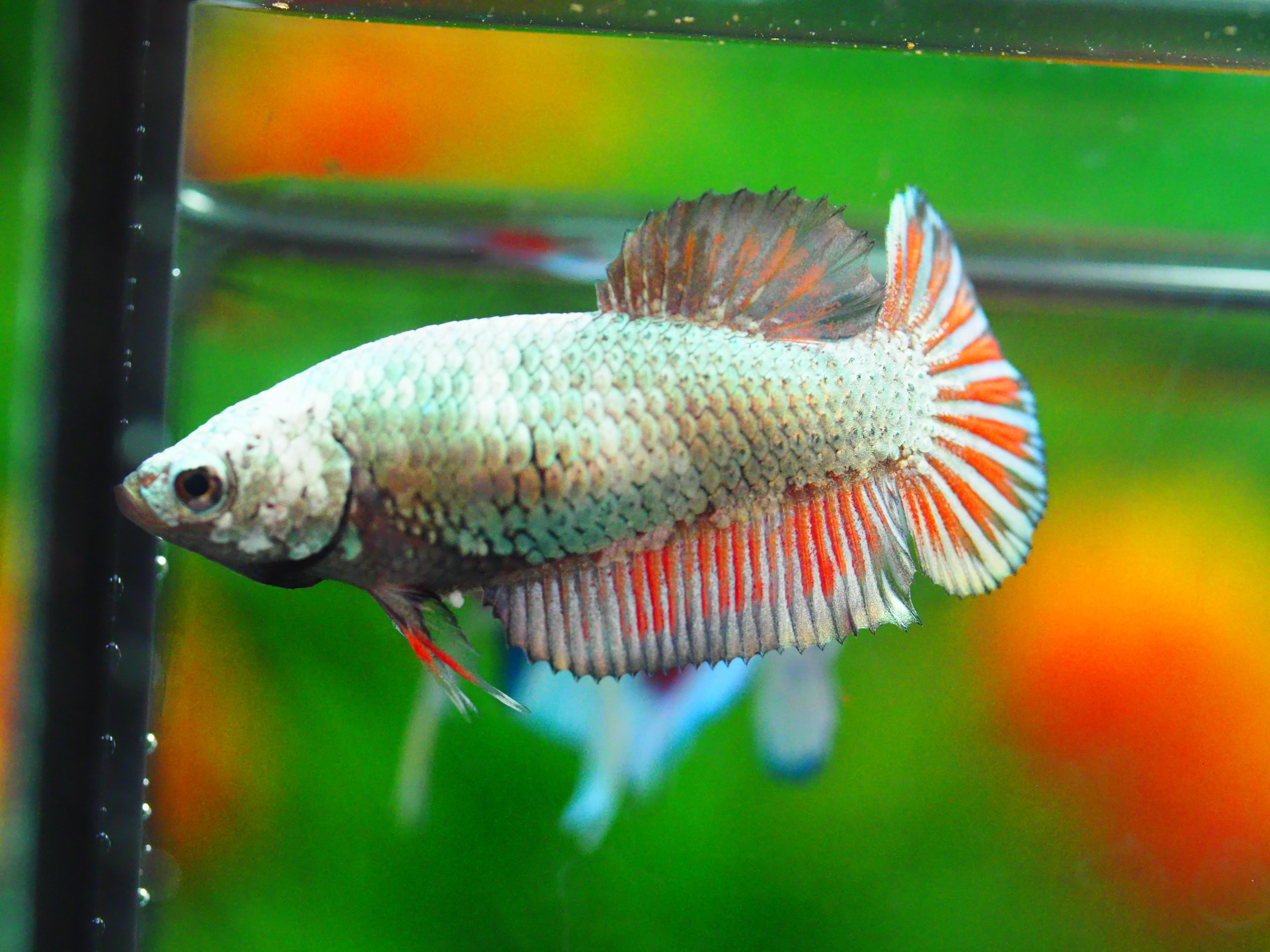 HMPK COPPER FNMALE GRADE A +++