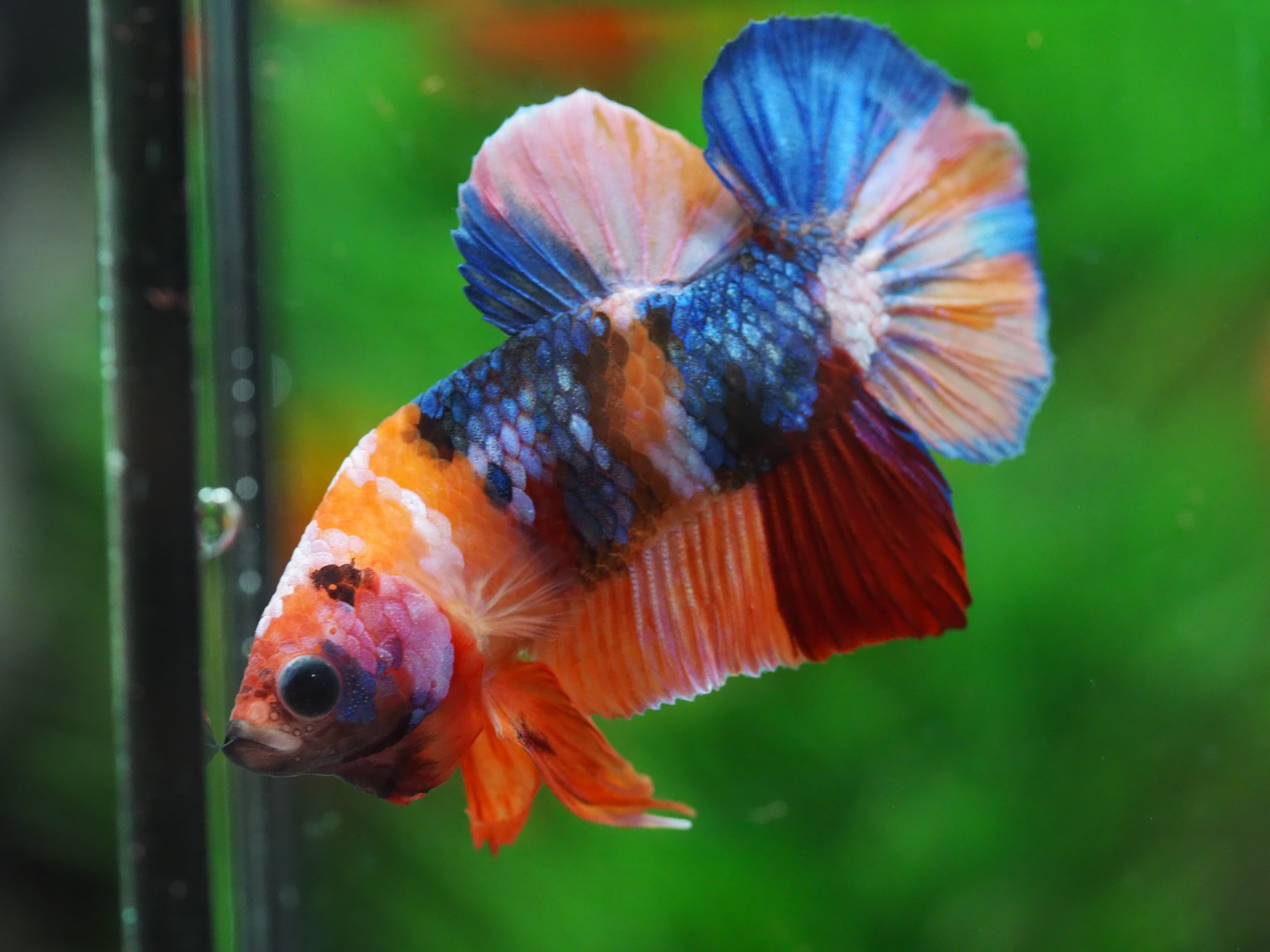 HMPK NEMO GALAXY MALE GRADE A+