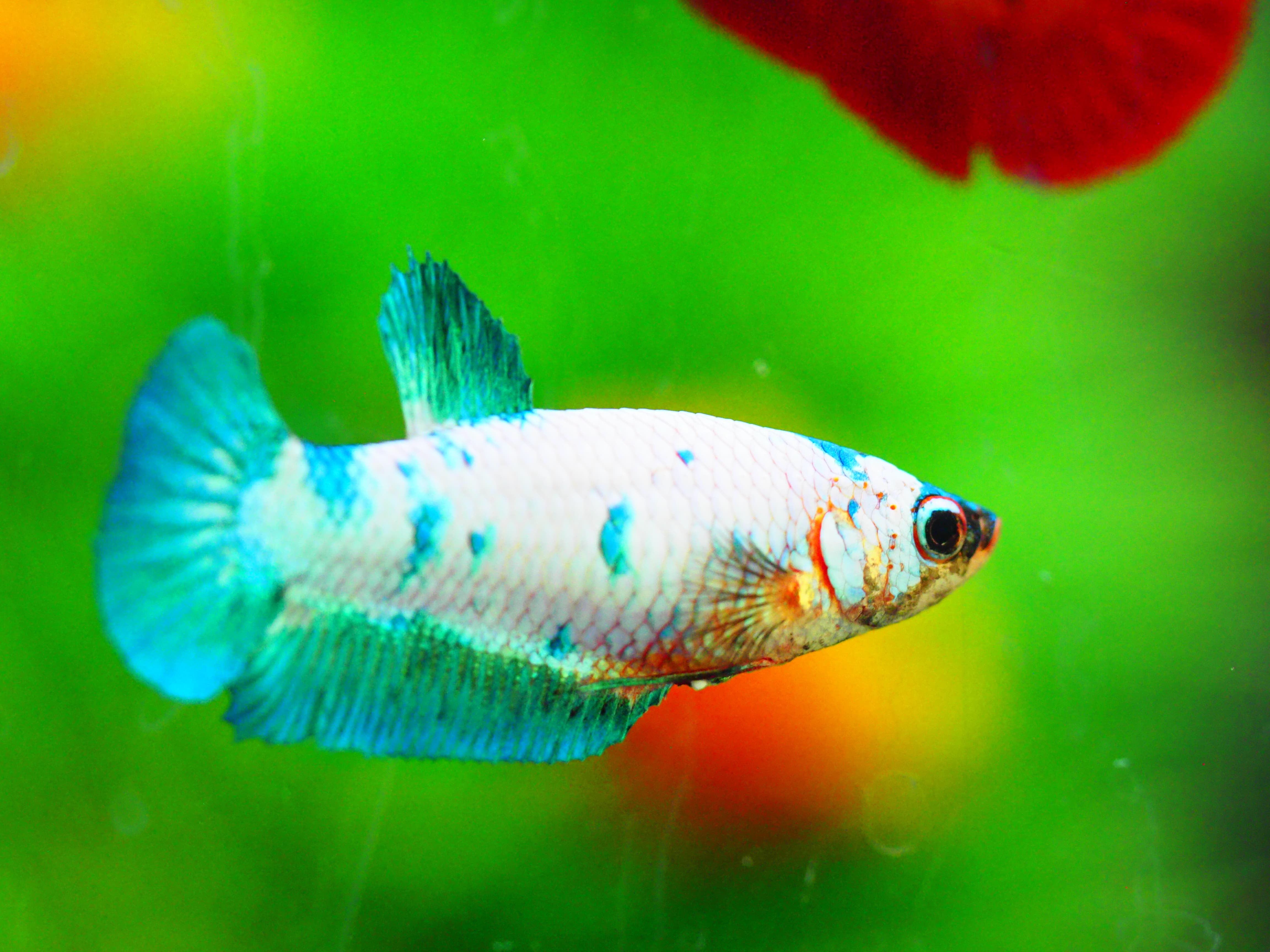 HMPK FANCY FNMALE GRADE A +++