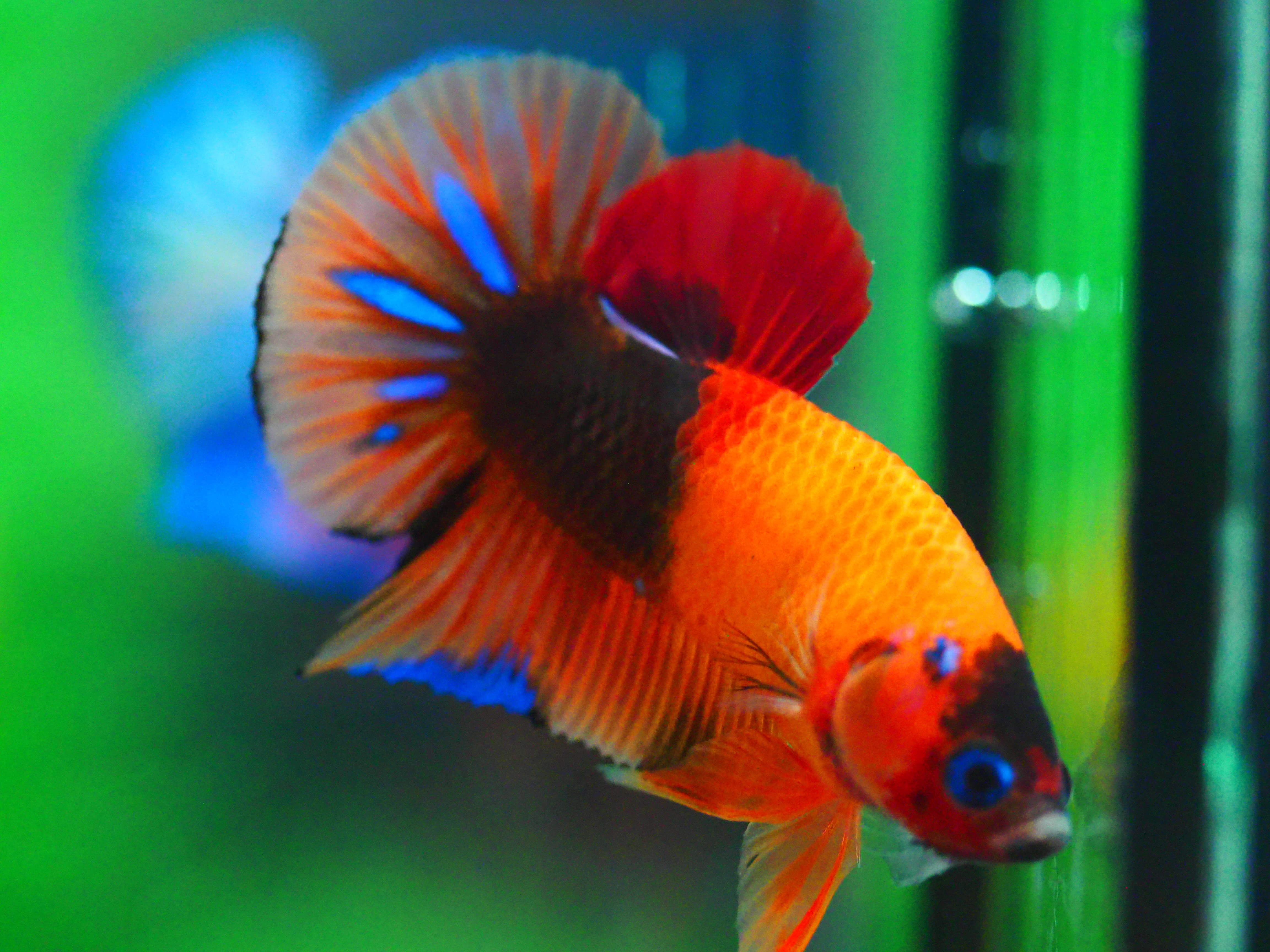 HMPK NEMO GALAXY MALE GRADE A +++