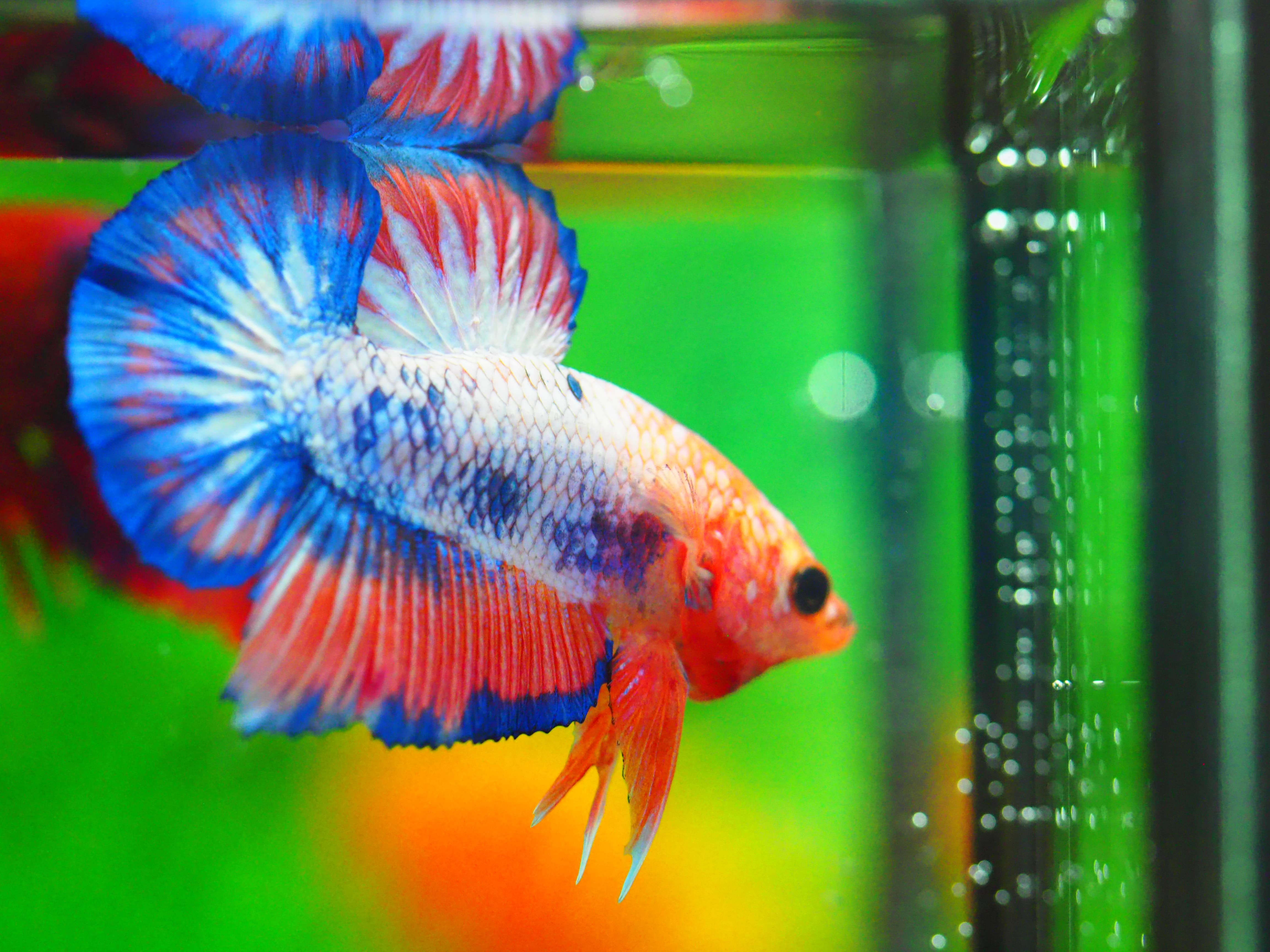 HMPK FANCY MALE GRADE A +++