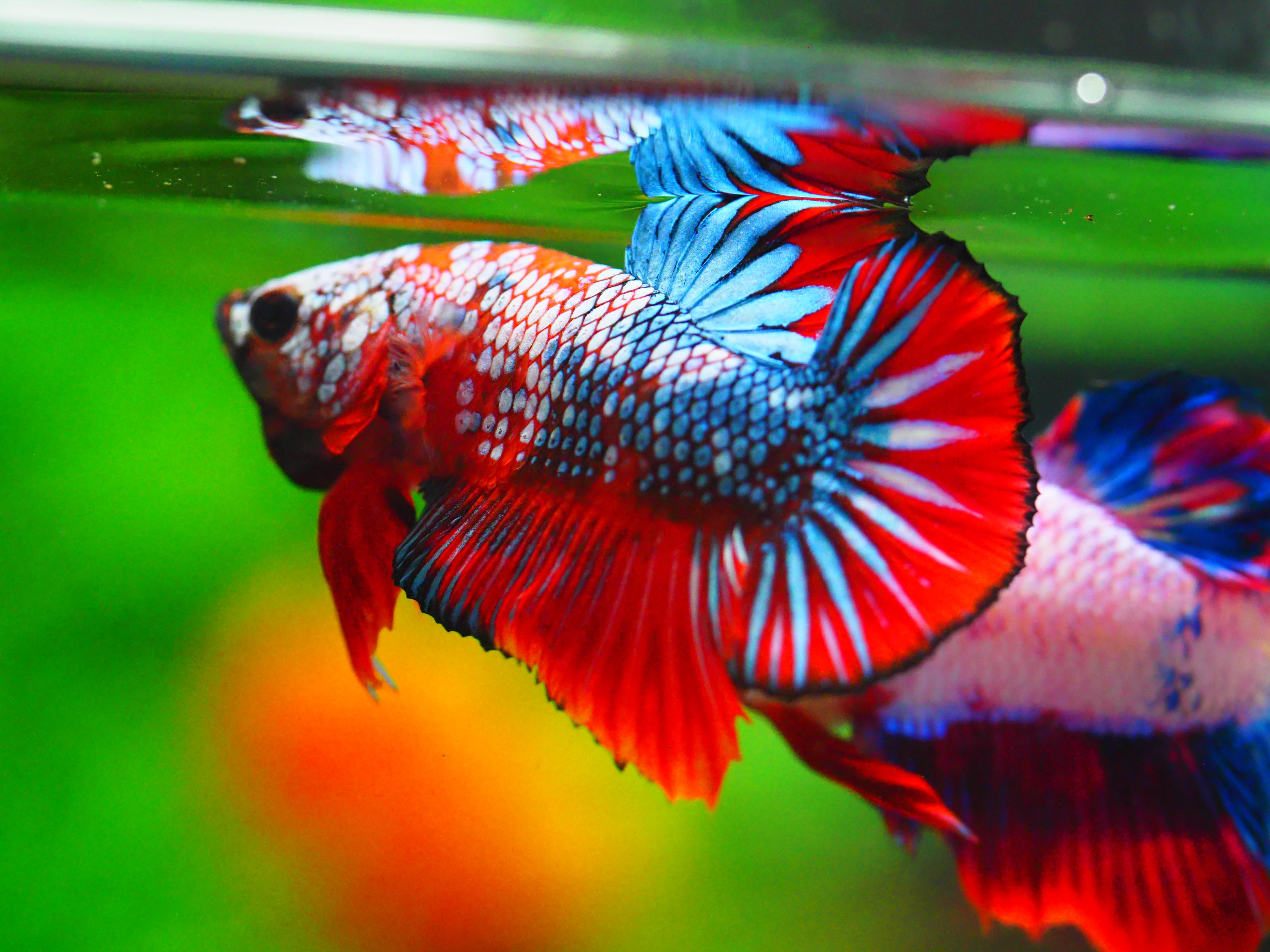 HMPK FANCY MALE GRADE A +++