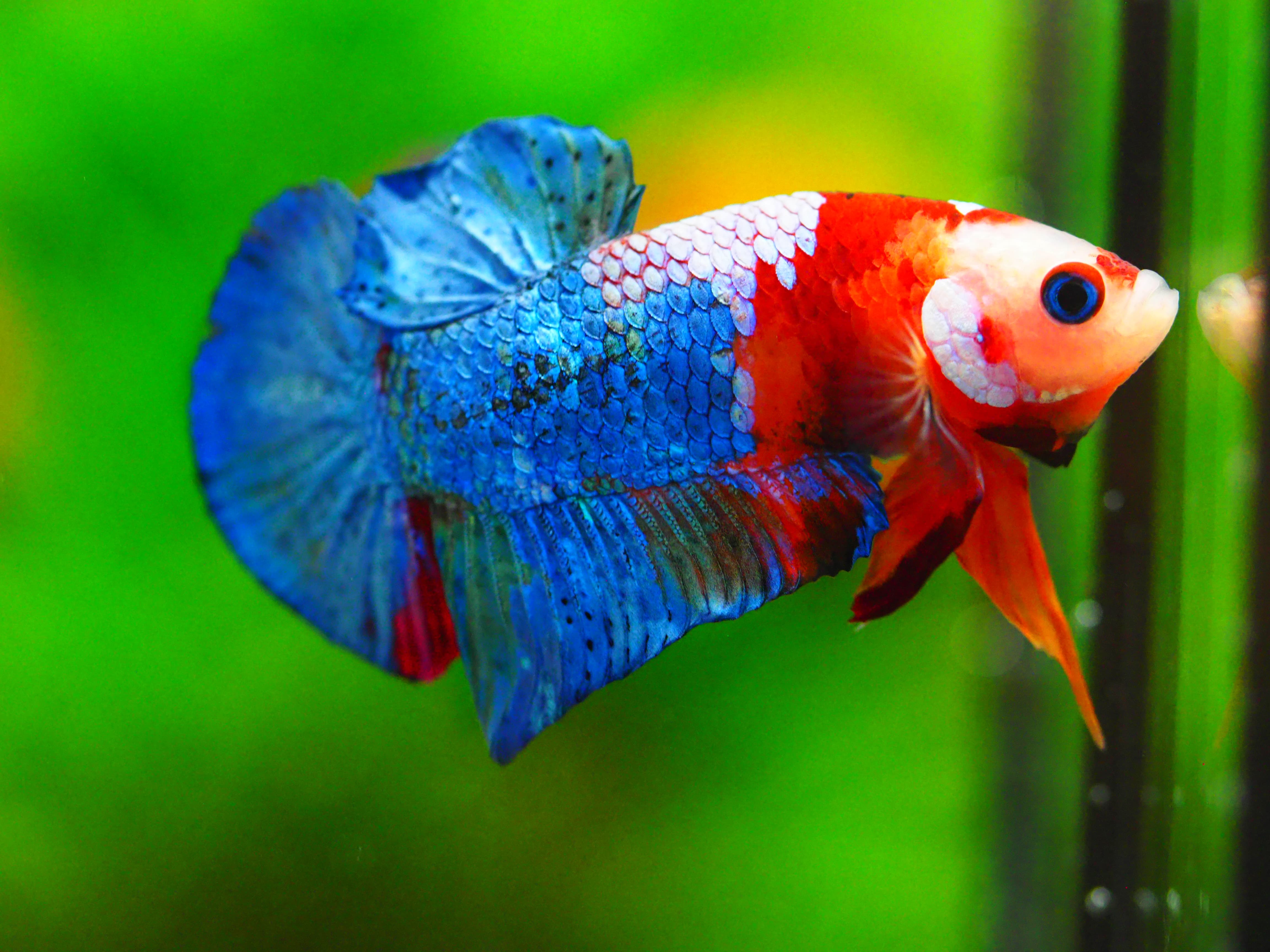 HMPK KOI GALAXY MALE GRADE A +++