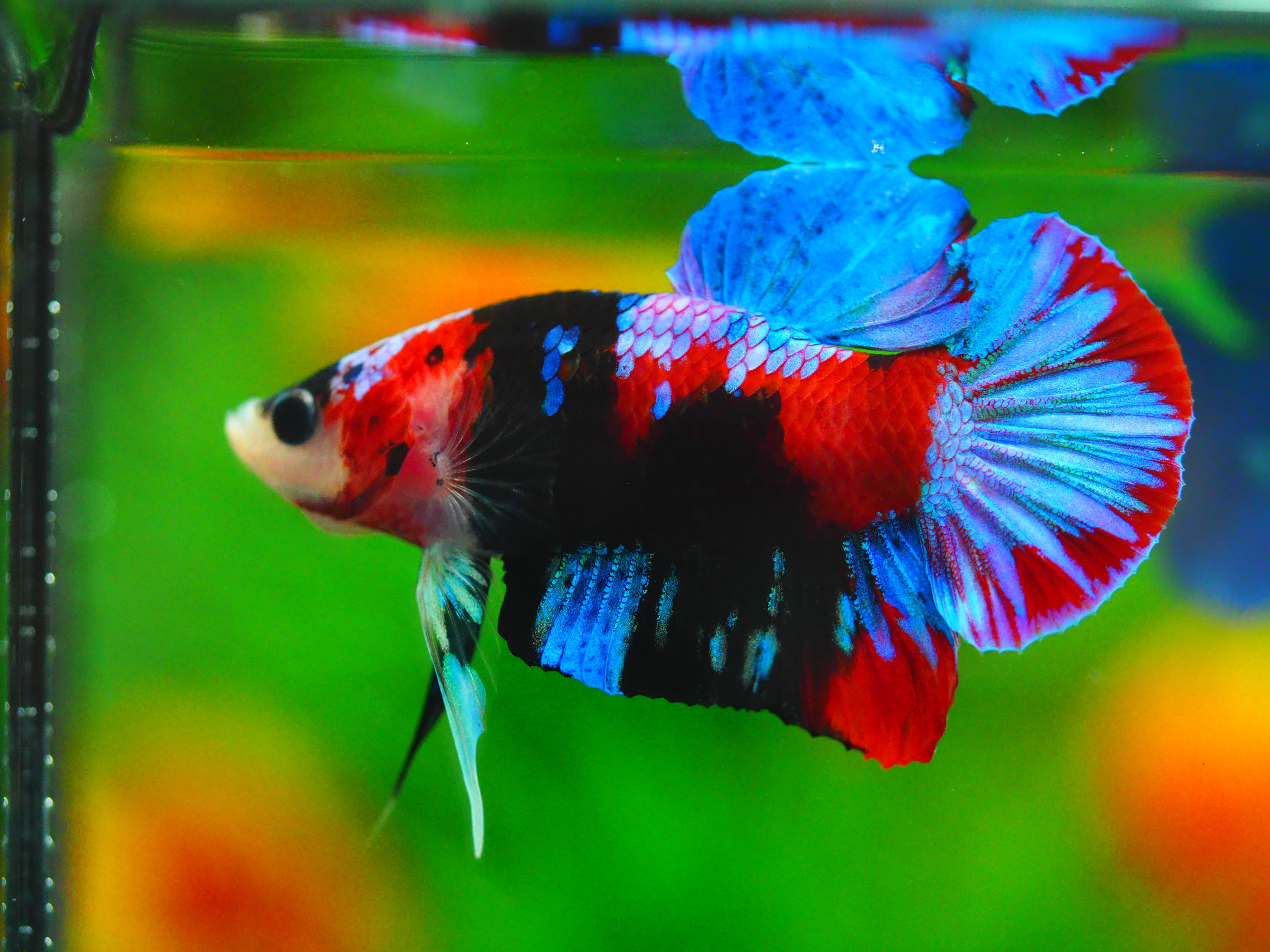 HMPK KOI GALAXY MALE GRADE A++