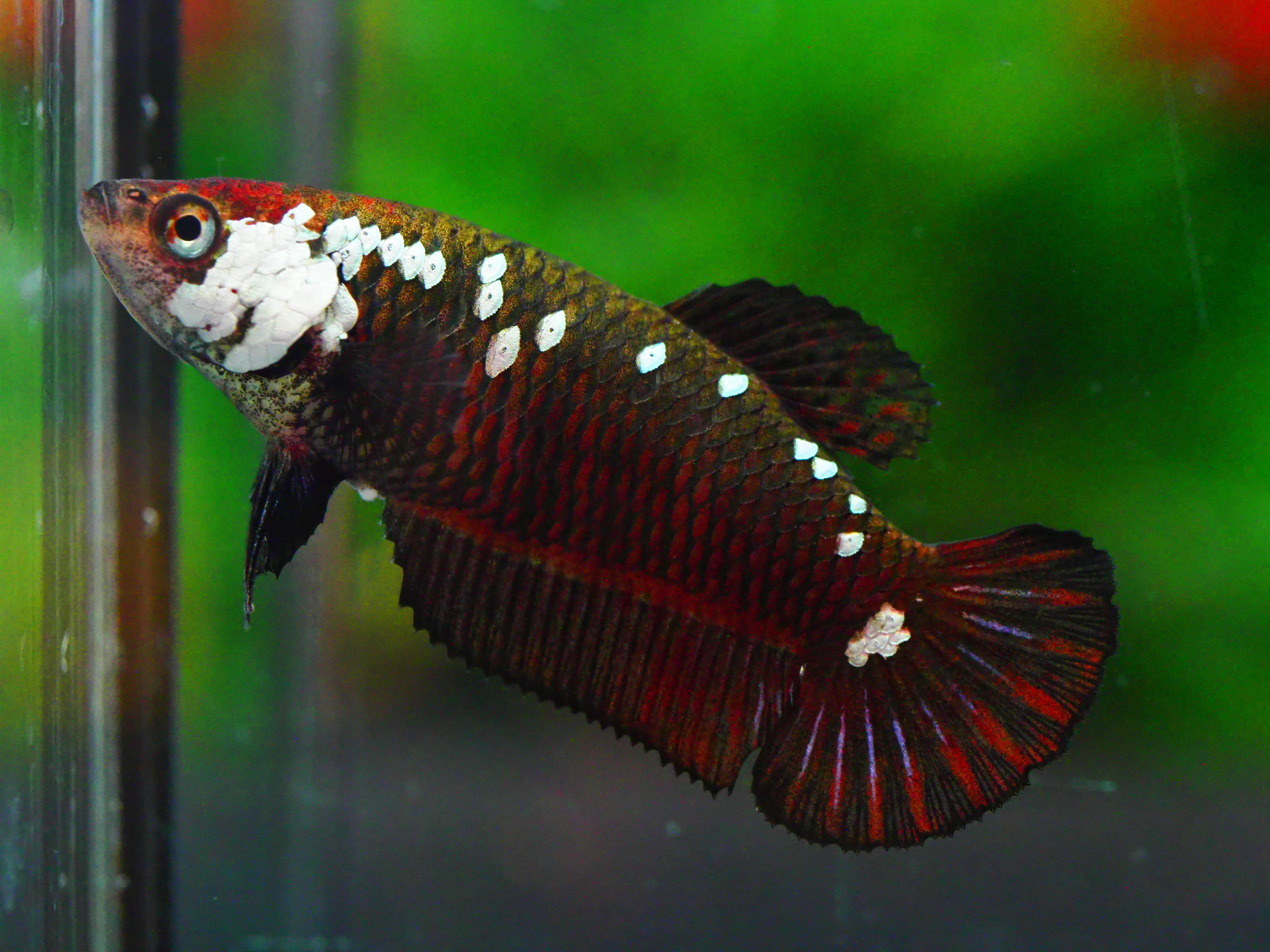 HMPK BLACY SAURIA FNMALE GRADE A +++