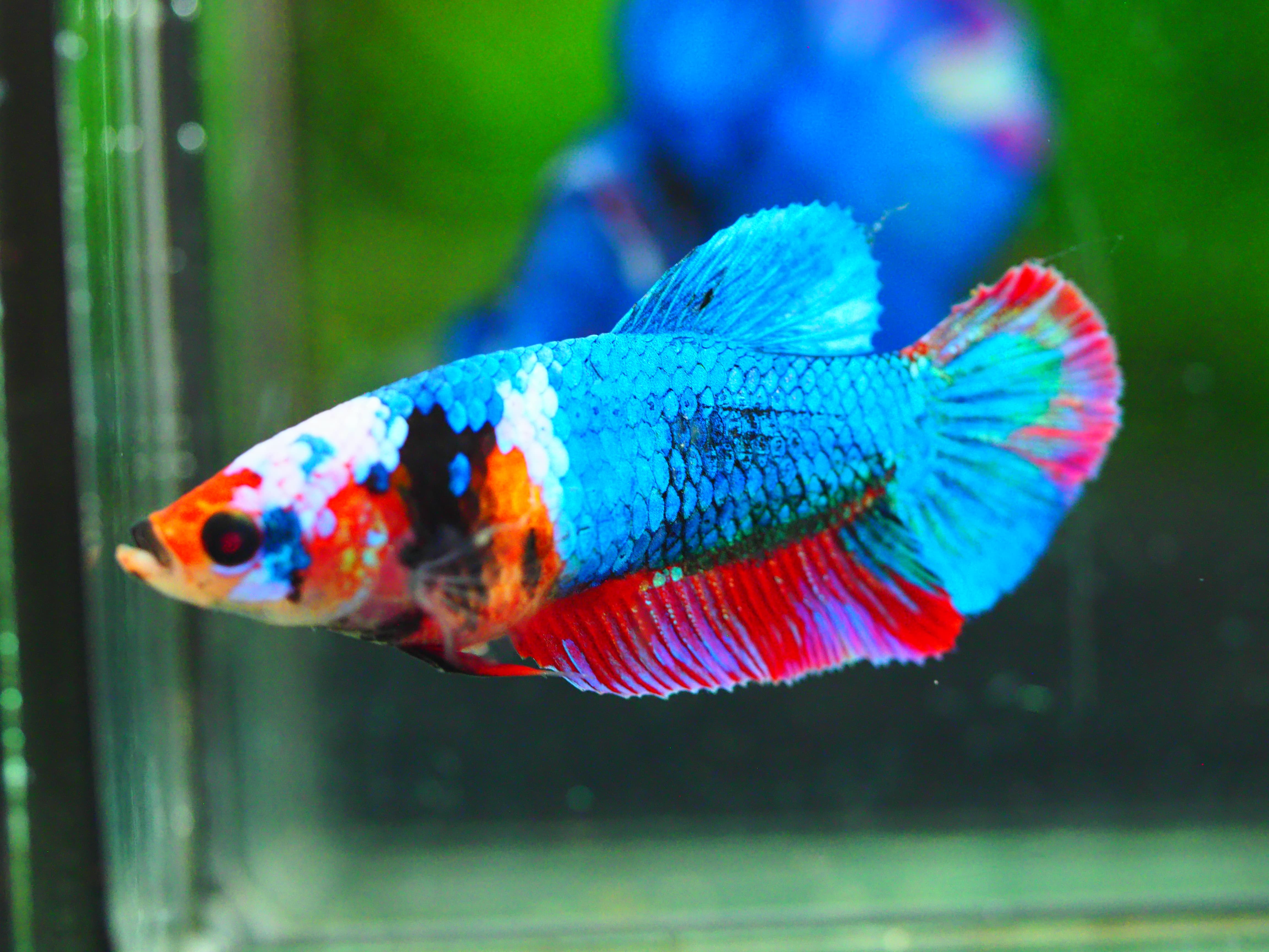 HMPK KOI GALAXY FEMALE GRADE A +++